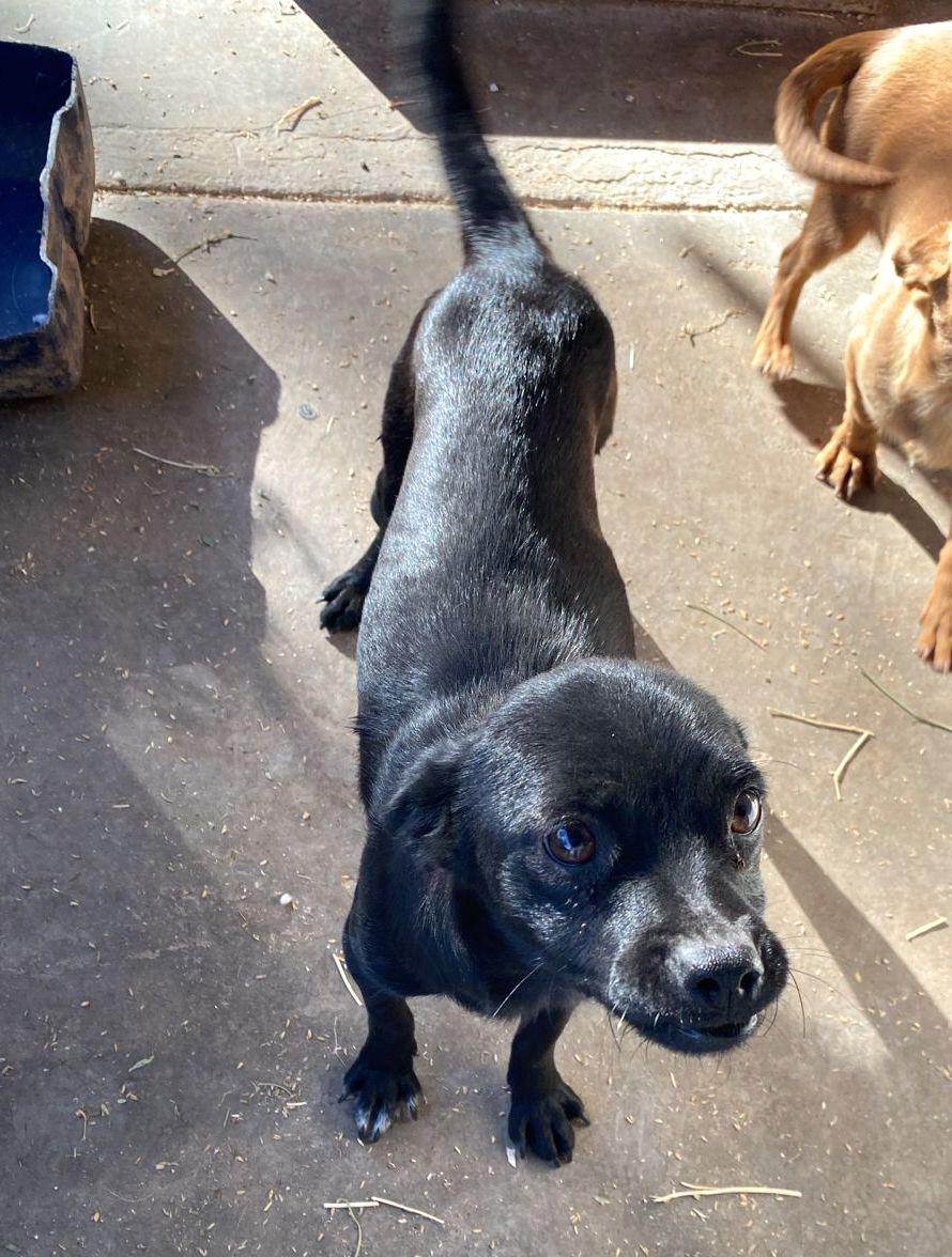 Cookie (18) — thumbnail 4