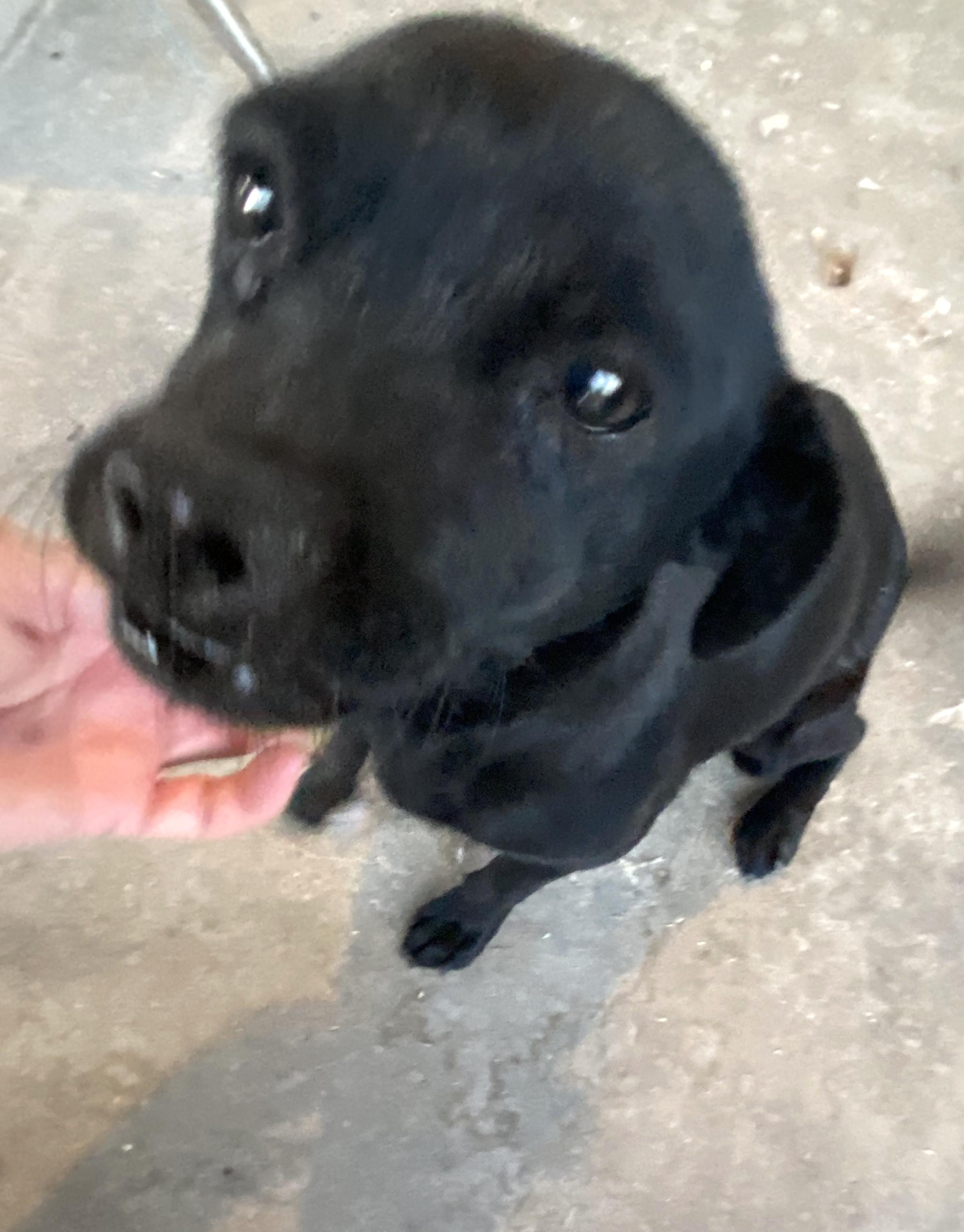 Cookie (18) — thumbnail 5