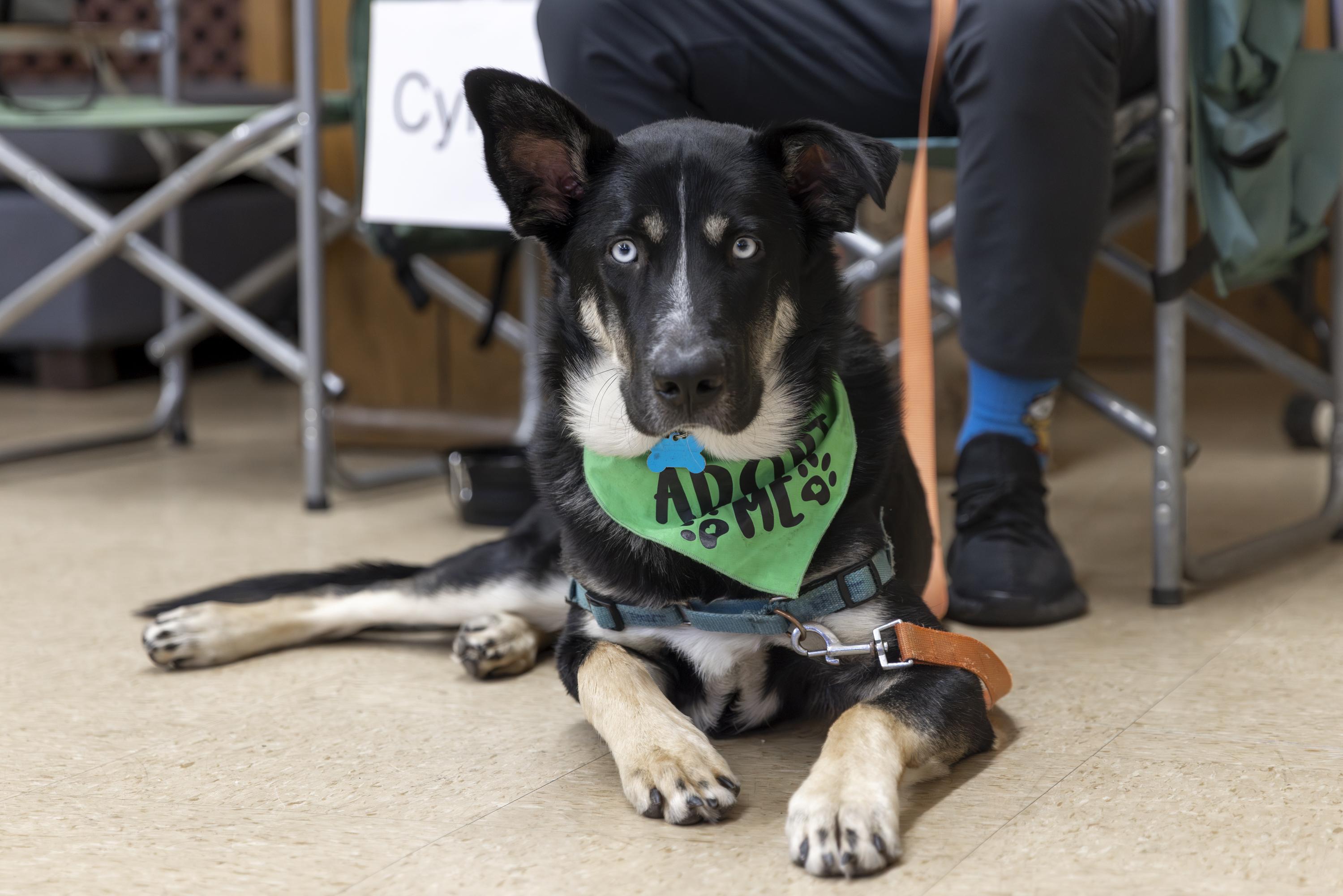Cyrus, an adopted mixed breed in Minneapolis, MN image 5/6