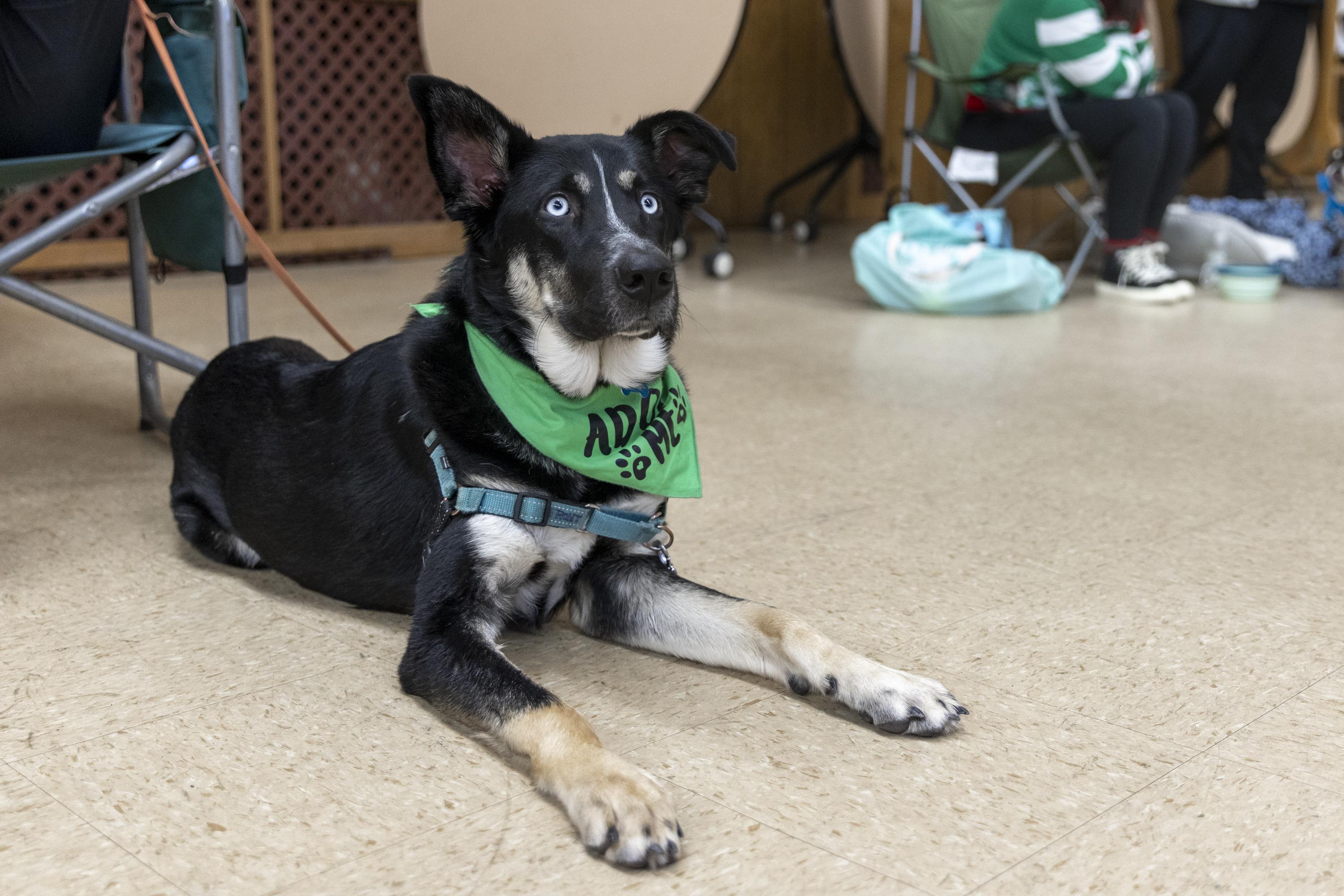 Cyrus, an adopted mixed breed in Minneapolis, MN image 4/6