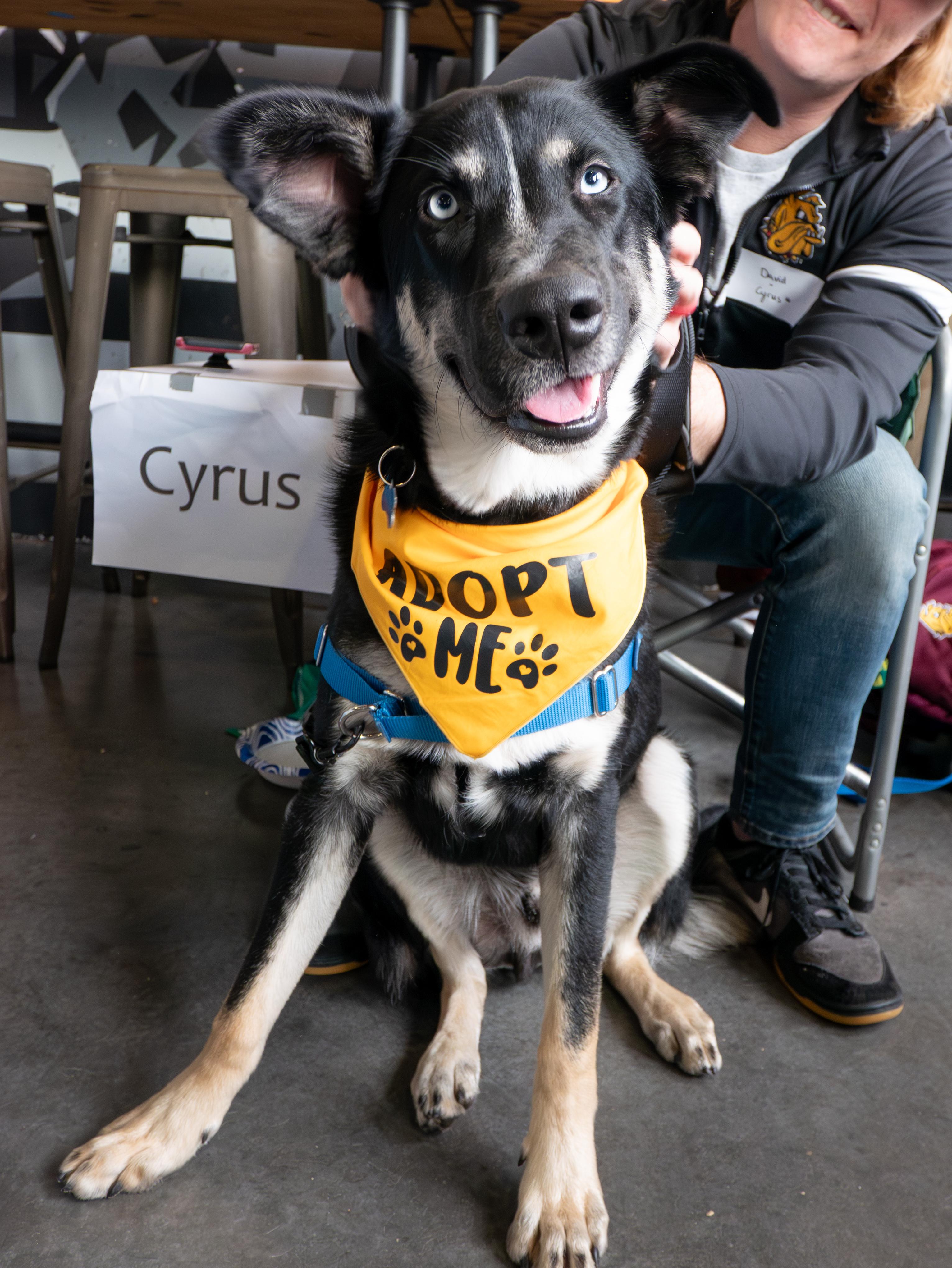 Cyrus, an adoptable mixed breed in Minneapolis, MN image 1/6