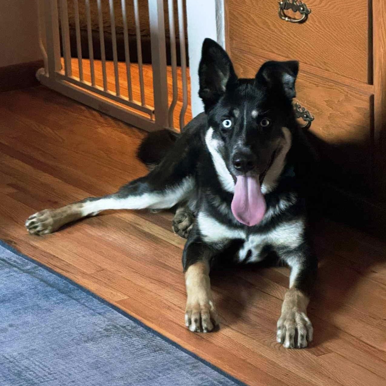 Cyrus, an adoptable mixed breed in Minneapolis, MN image 5/6