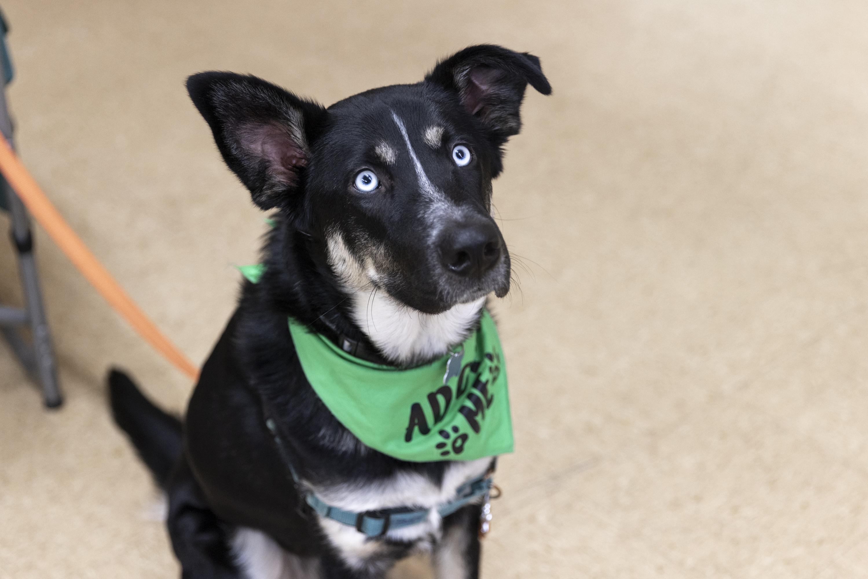 Cyrus, an adopted mixed breed in Minneapolis, MN image 6/6