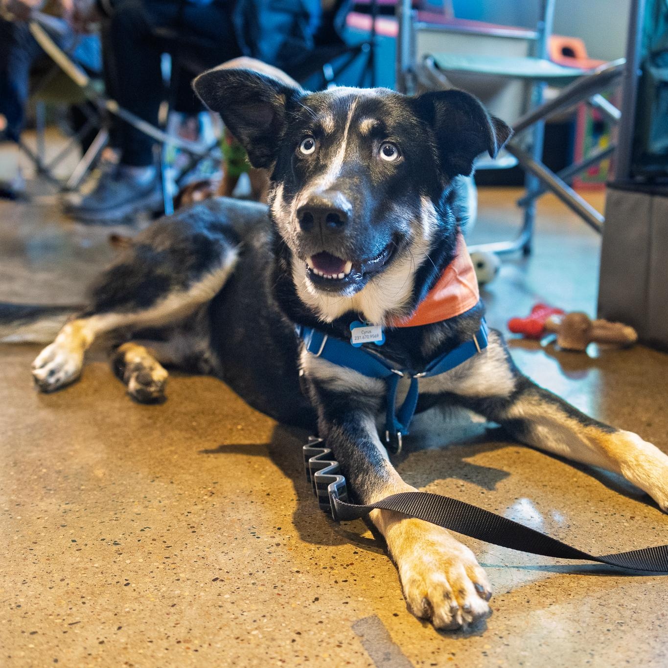 Cyrus, adoptable, Young Male Shepherd & Mixed Breed.