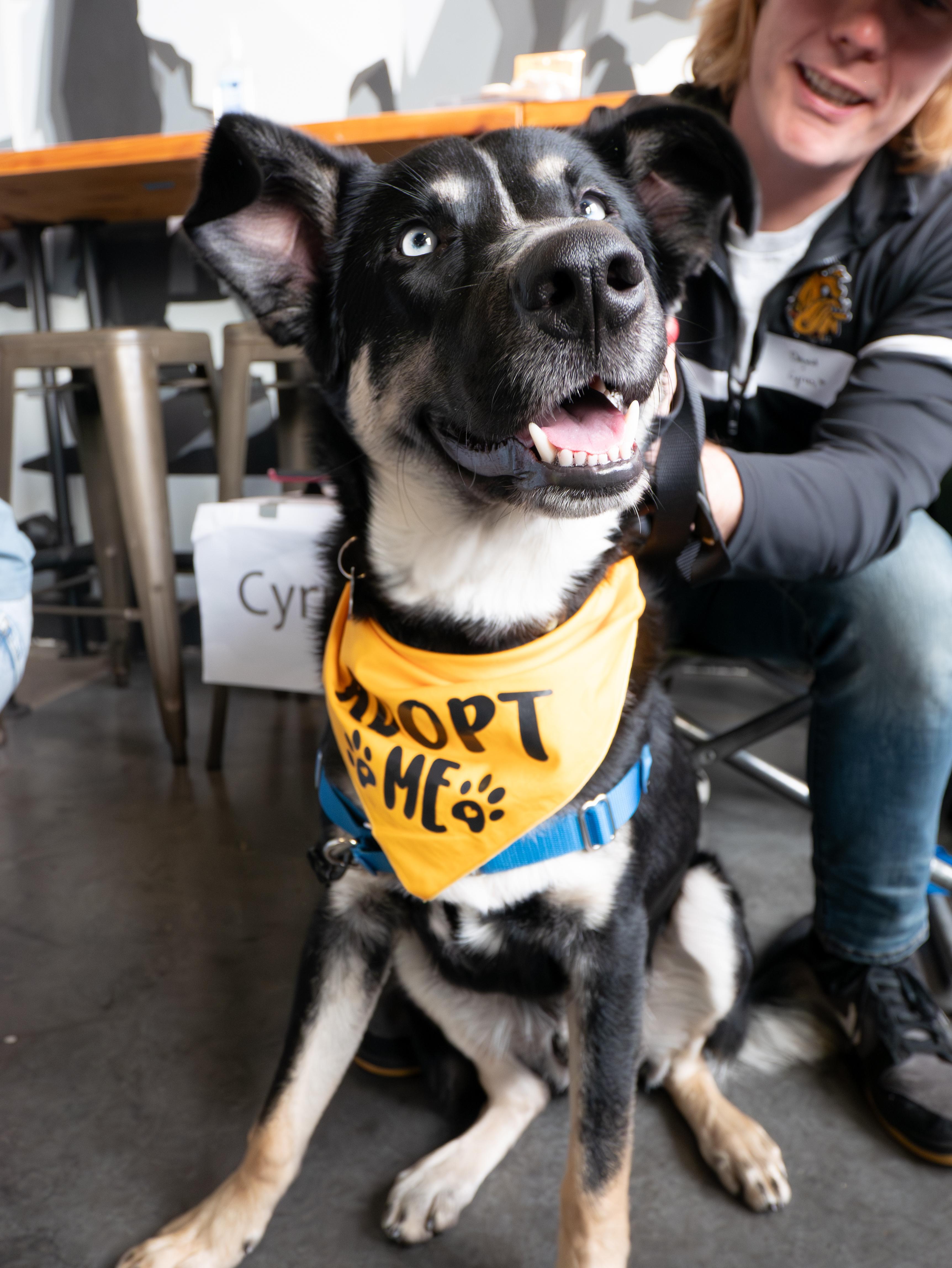 Cyrus, an adoptable mixed breed in Minneapolis, MN image 3/6