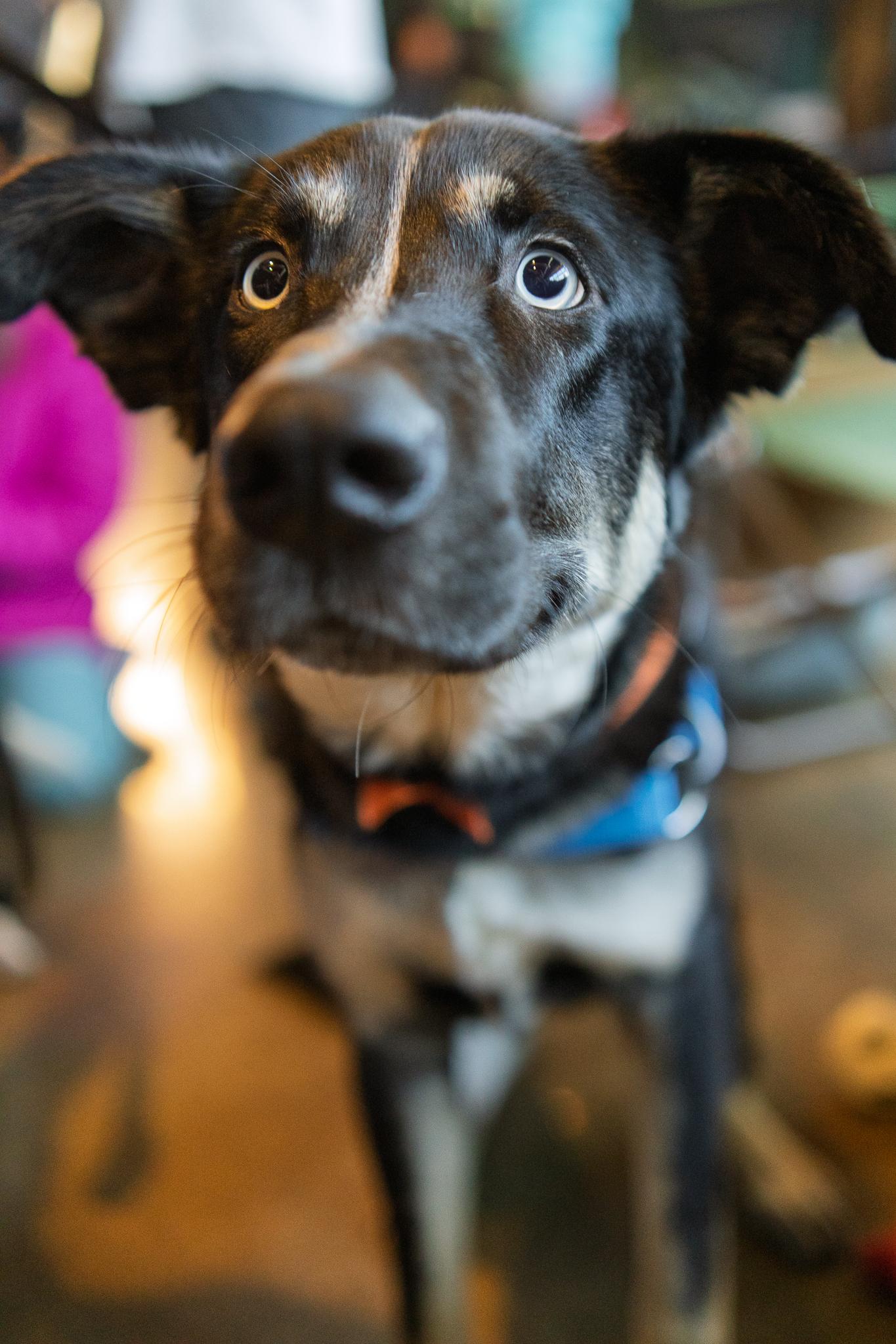 Cyrus, an adoptable mixed breed in Minneapolis, MN image 4/6