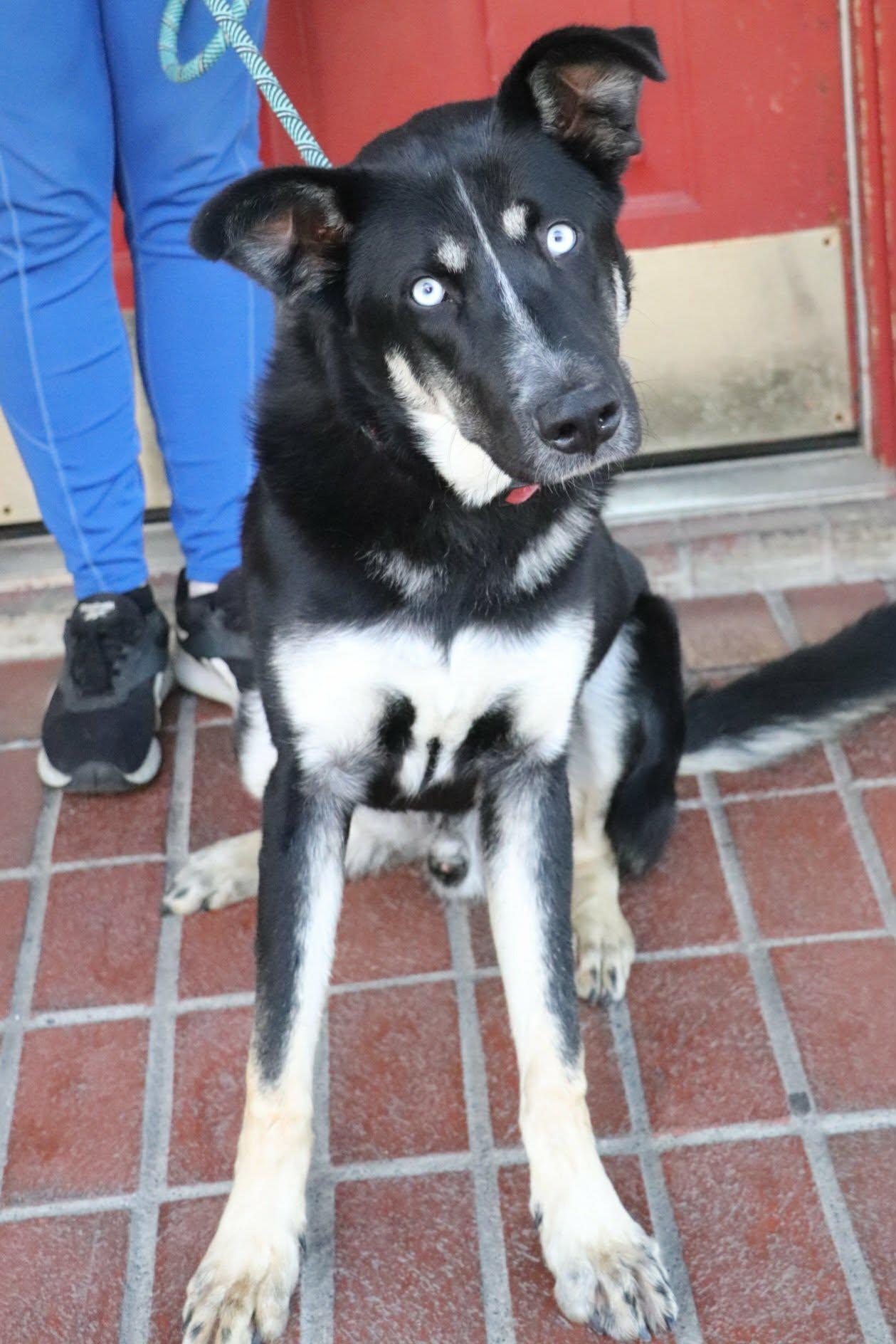 Cyrus, an adoptable mixed breed in Minneapolis, MN image 6/6