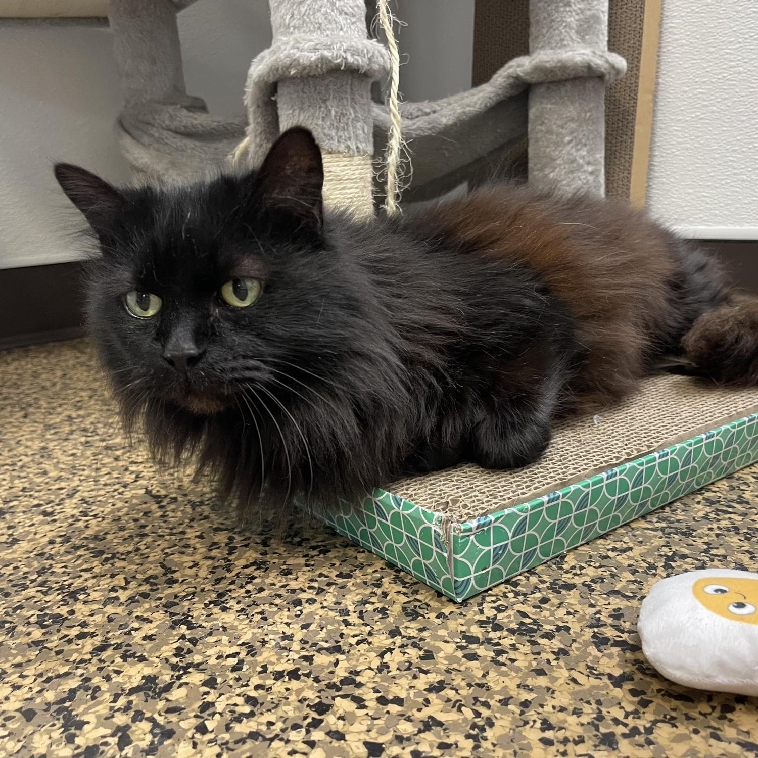 Enlarge Ophelia , a other Domestic Long Hair in Saint Charles, MO image 3/4