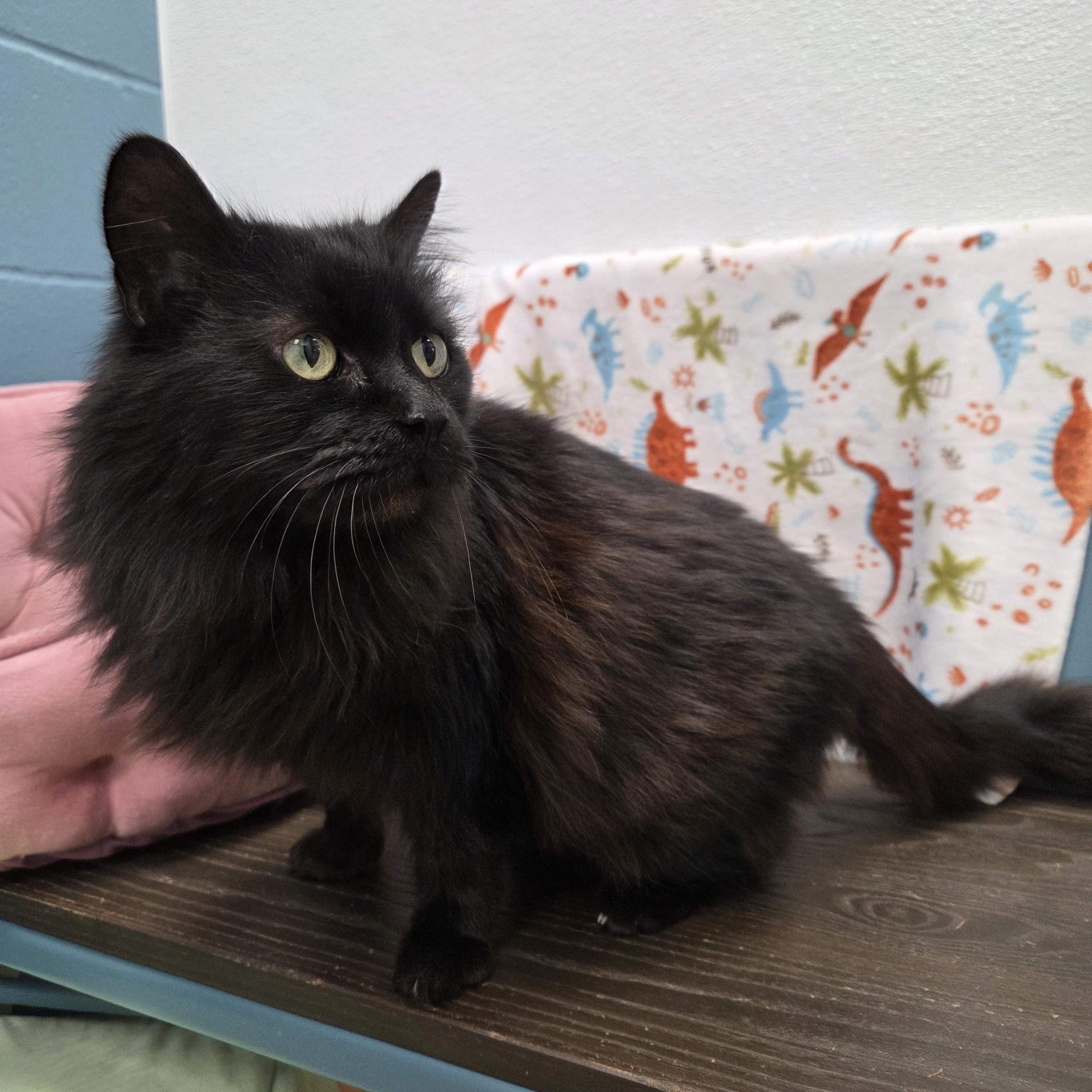 Ophelia , ADOPTABLE, Senior Female Domestic Long Hair.