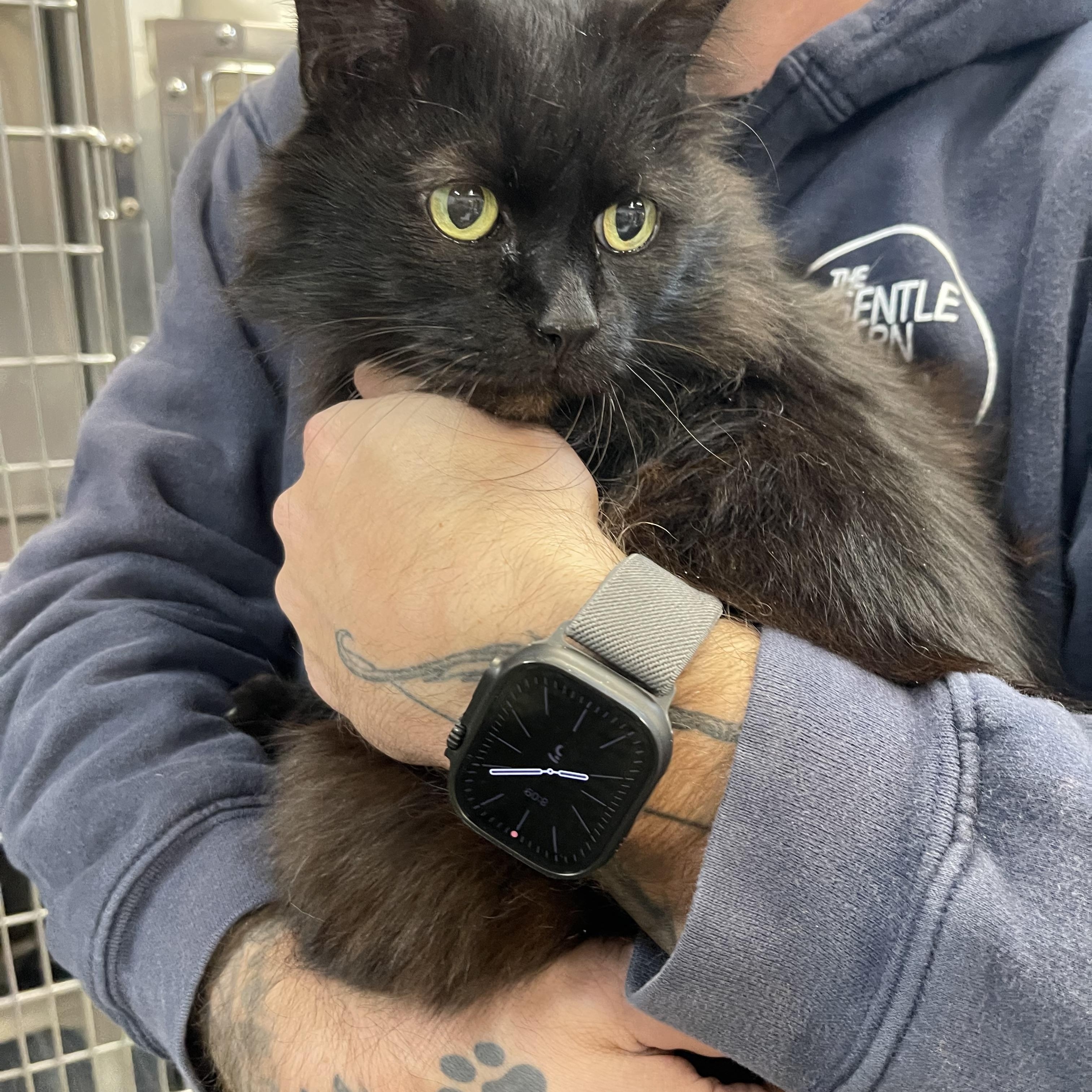 Ophelia , ADOPTABLE, Senior Female Domestic Long Hair.