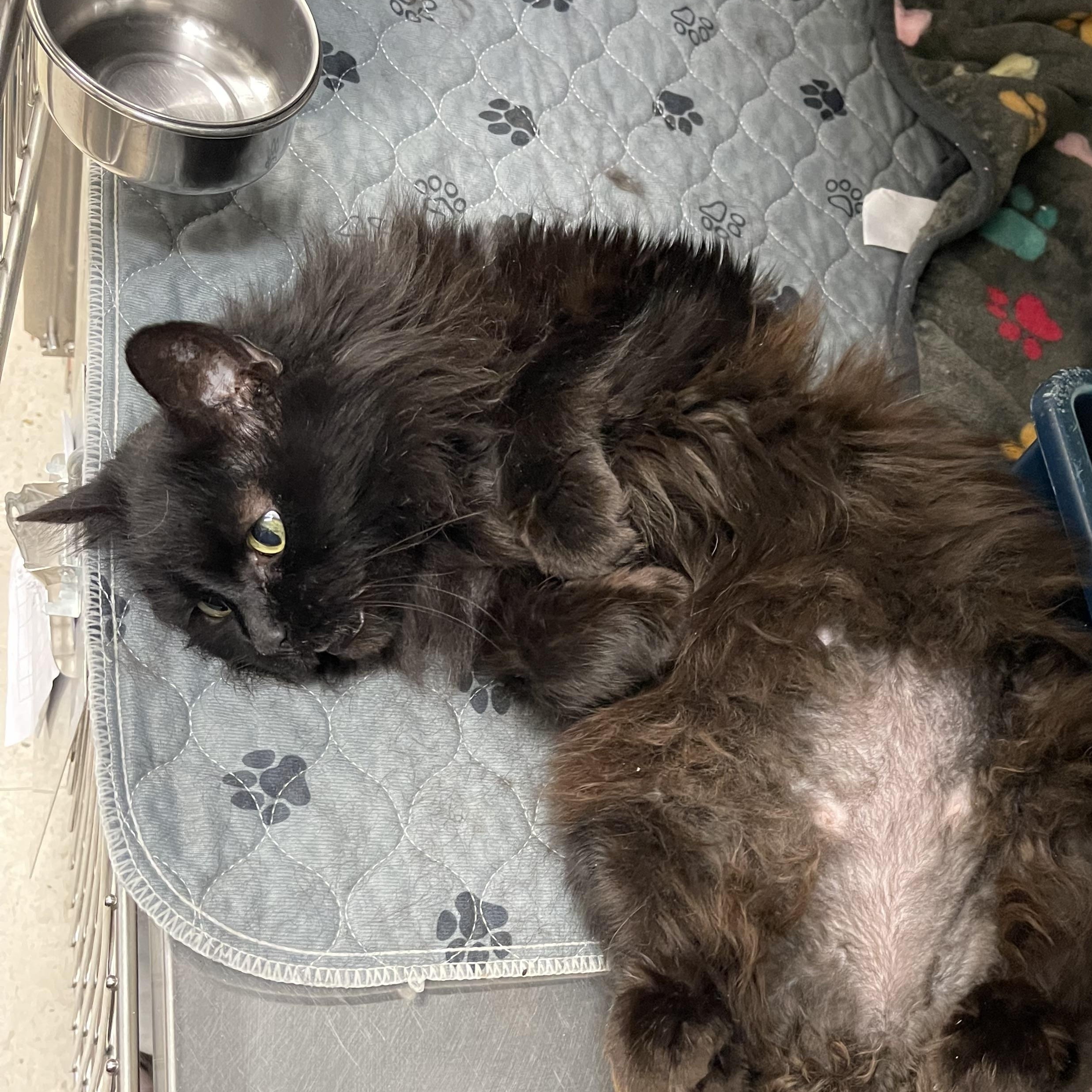 Enlarge Ophelia , a other Domestic Long Hair in Saint Charles, MO image 4/4