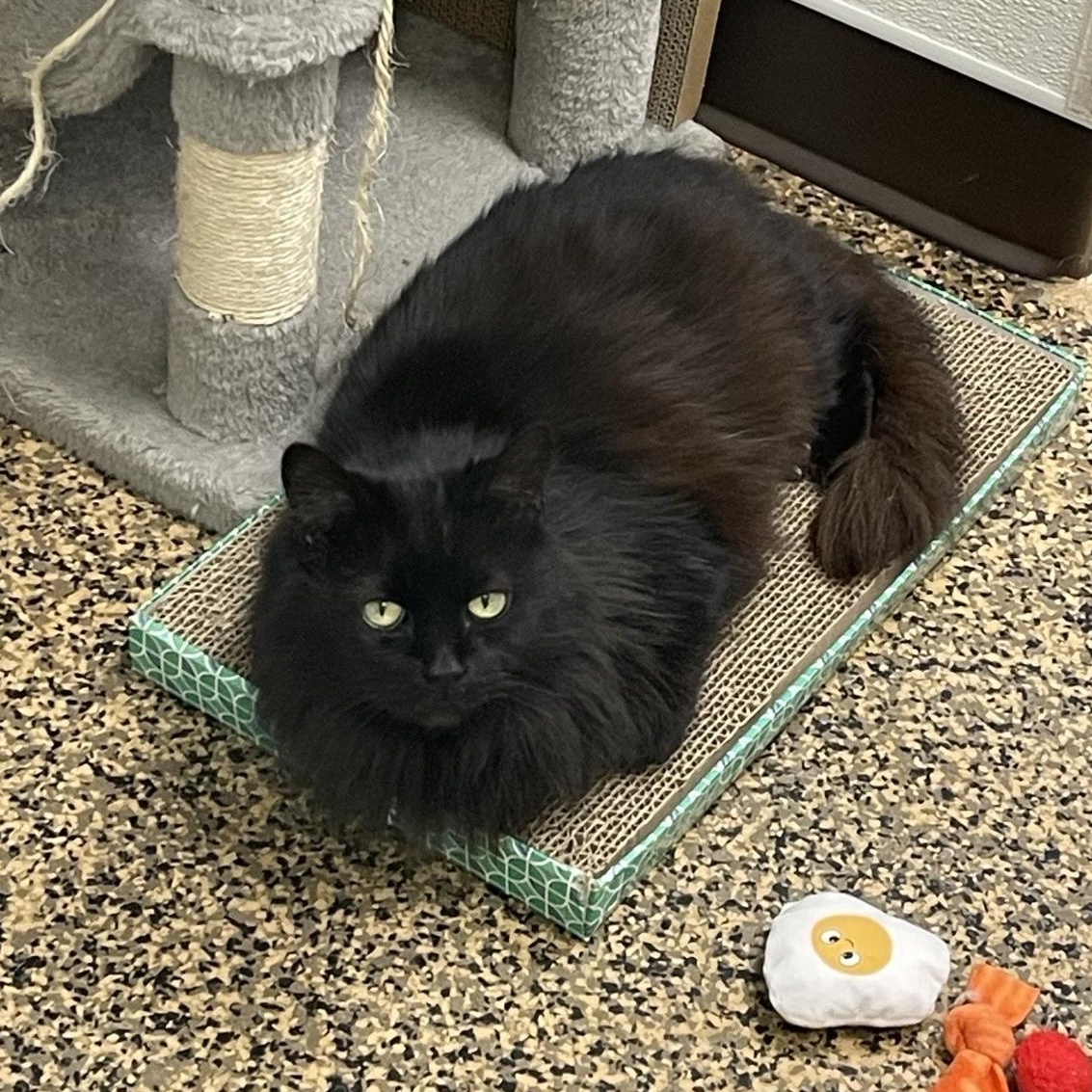 Enlarge Ophelia , a other Domestic Long Hair in Saint Charles, MO image 2/4