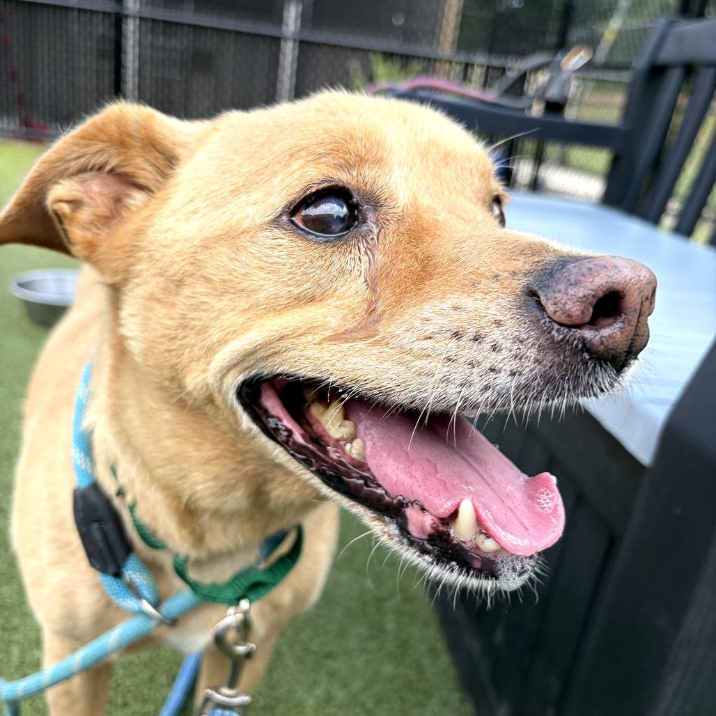 Rex, Adoptable, Senior Male Mixed Breed.