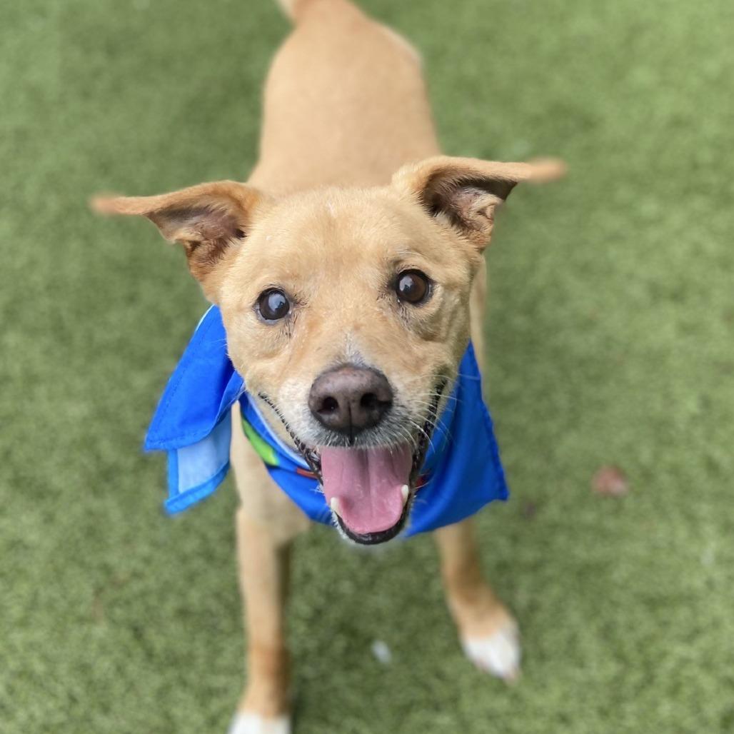 Enlarge Rex, a Adoptable Mixed Breed in Greensboro, NC image 2/5
