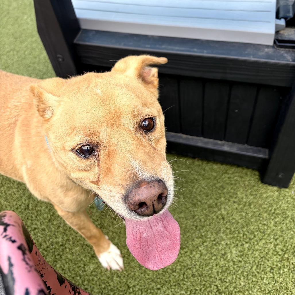 Enlarge Rex, a Adoptable Mixed Breed in Greensboro, NC image 3/5