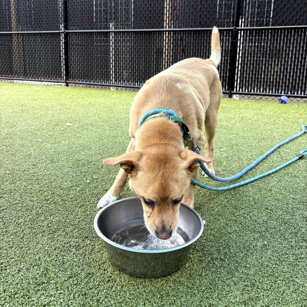 Enlarge Rex, a Adoptable Mixed Breed in Greensboro, NC image 4/5