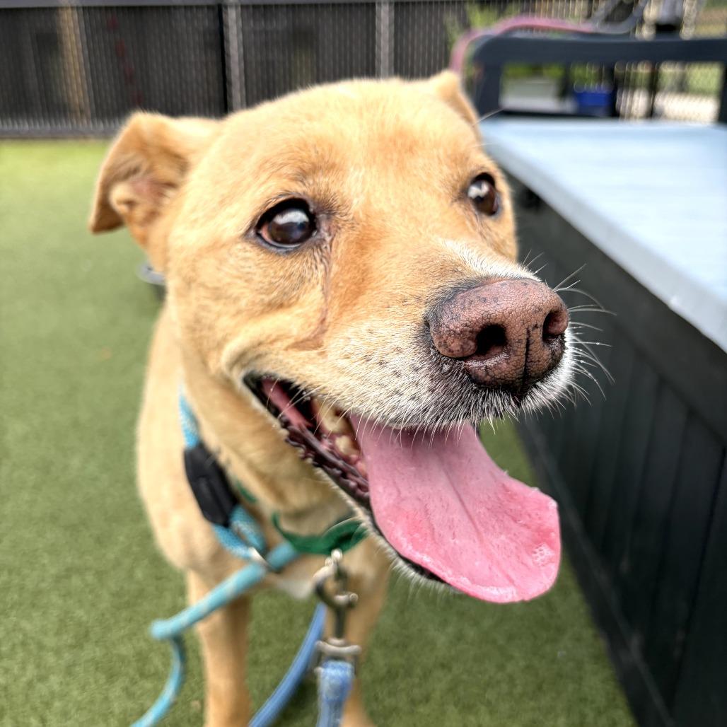 Enlarge Rex, a Adoptable Mixed Breed in Greensboro, NC image 5/5