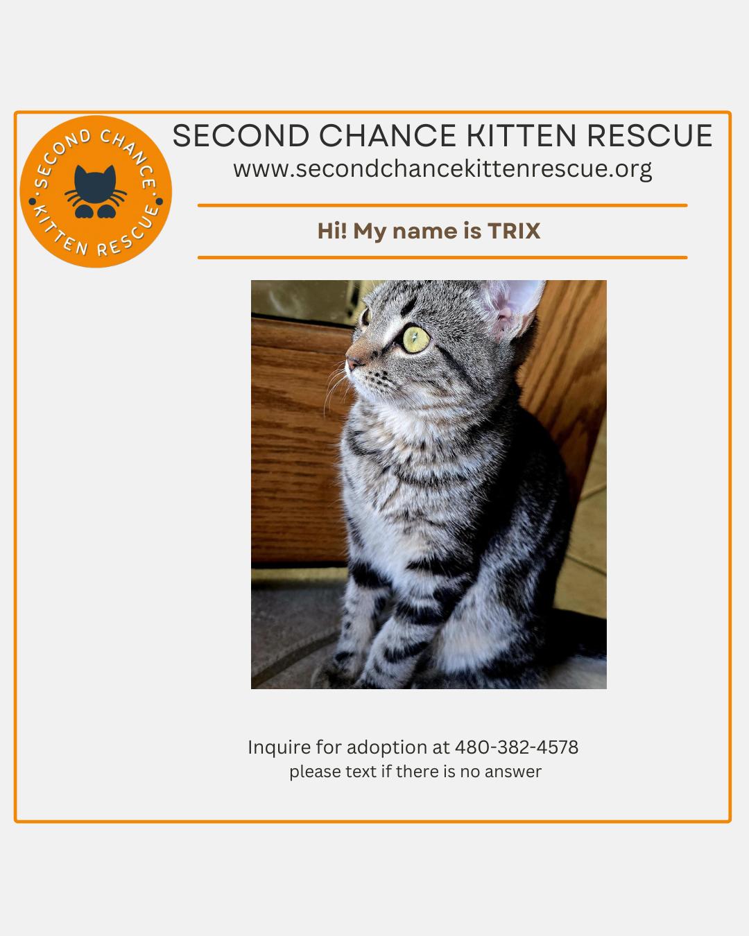 Enlarge TRIX - 30% off Adoption Fees through 10/31/25, a Adopted Tabby in PHOENIX, AZ image 2/3