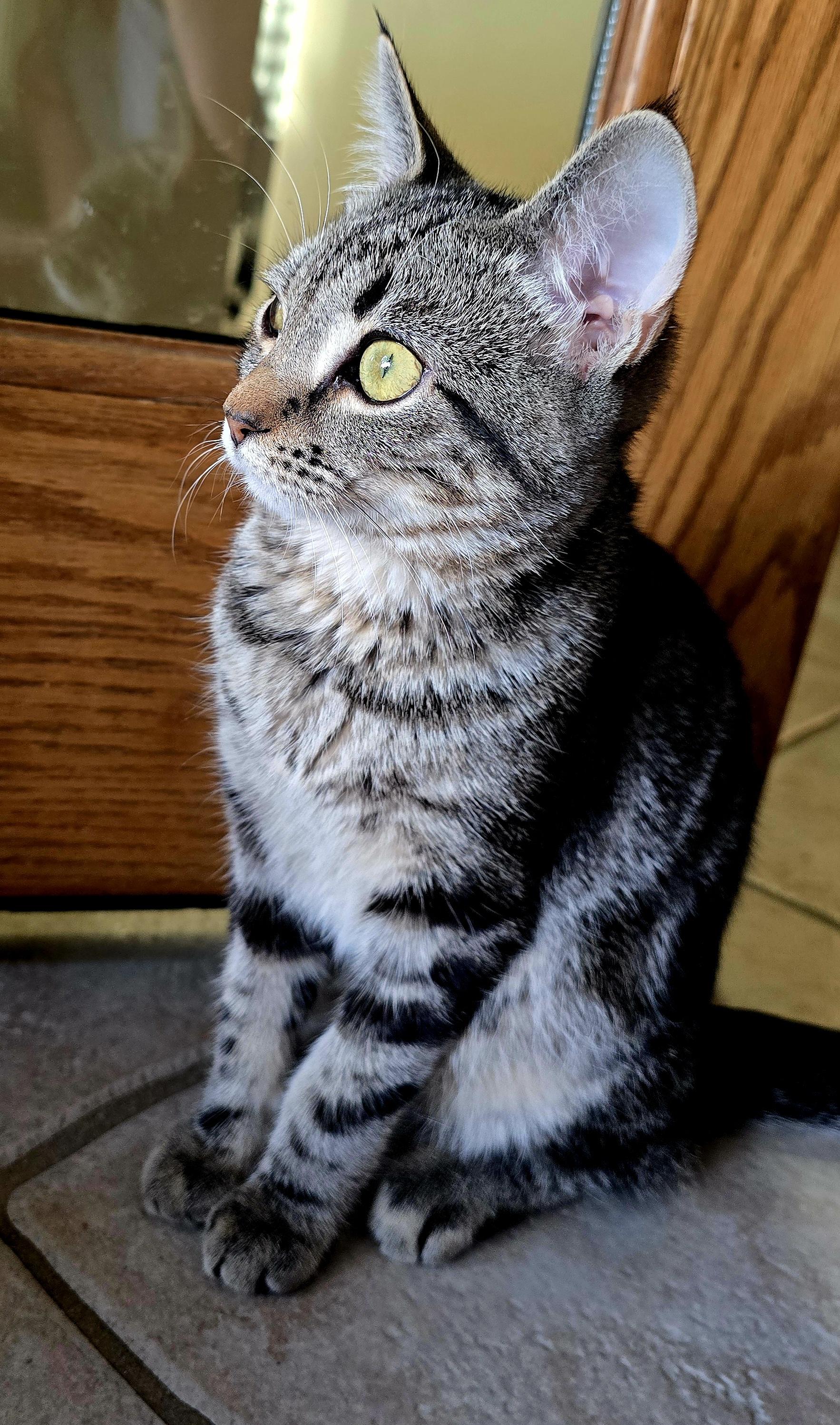 TRIX - 30% off Adoption Fees through 10/31/25, Adopted, Young Female Tabby.