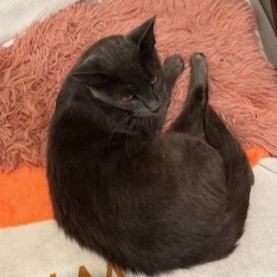 Priscilla (Russian Blue mix), a Adoptable mixed breed in Allen, TX image 4/6