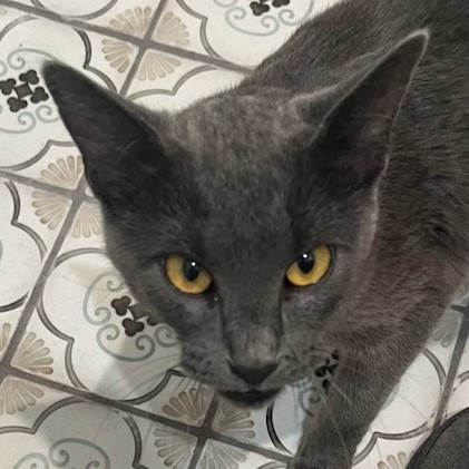 Priscilla (Russian Blue mix), a Adoptable mixed breed in Allen, TX image 2/6