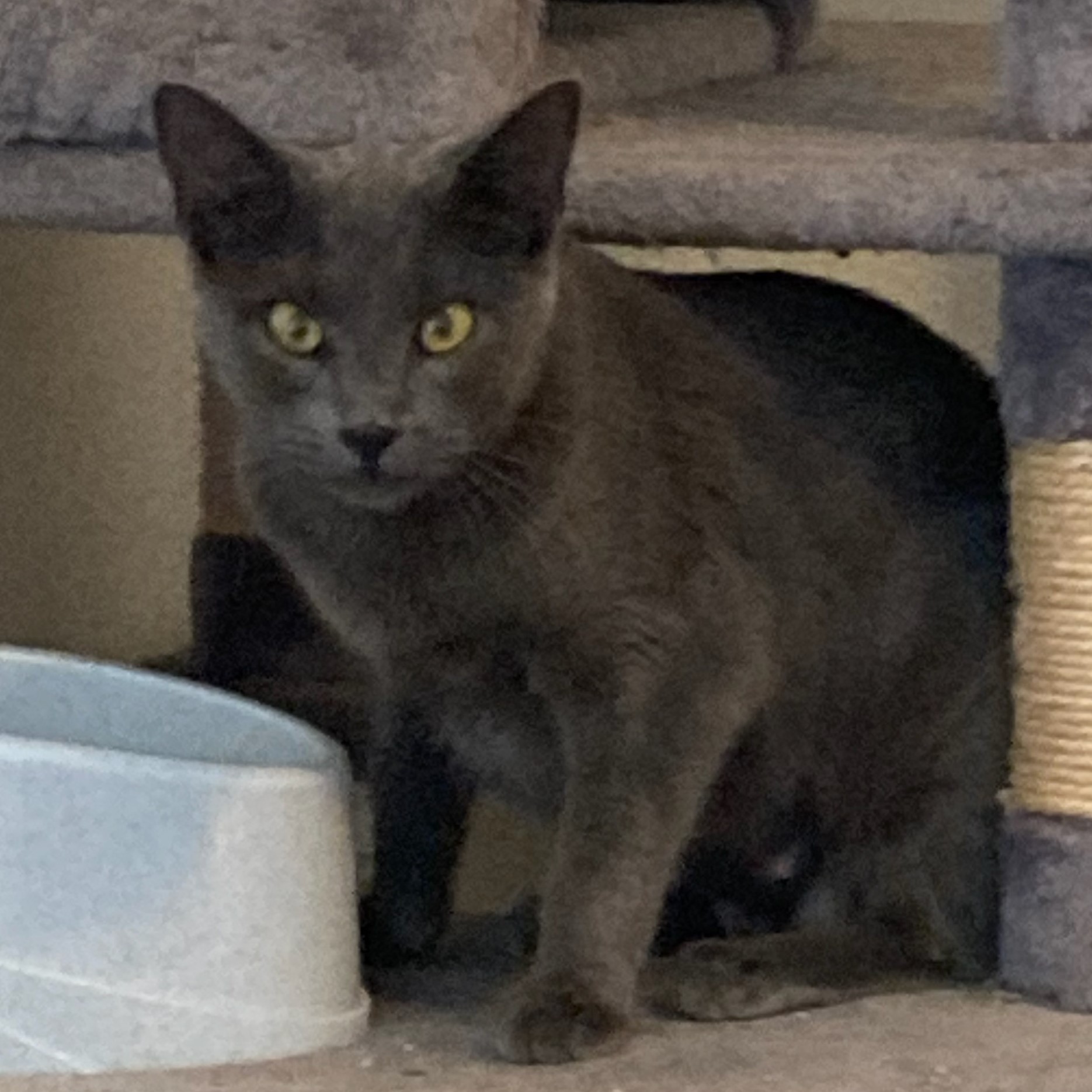 Priscilla (Russian Blue mix), a Adoptable mixed breed in Allen, TX image 5/6