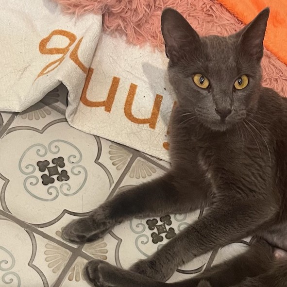 Priscilla (Russian Blue mix), a Adoptable mixed breed in Allen, TX image 3/6