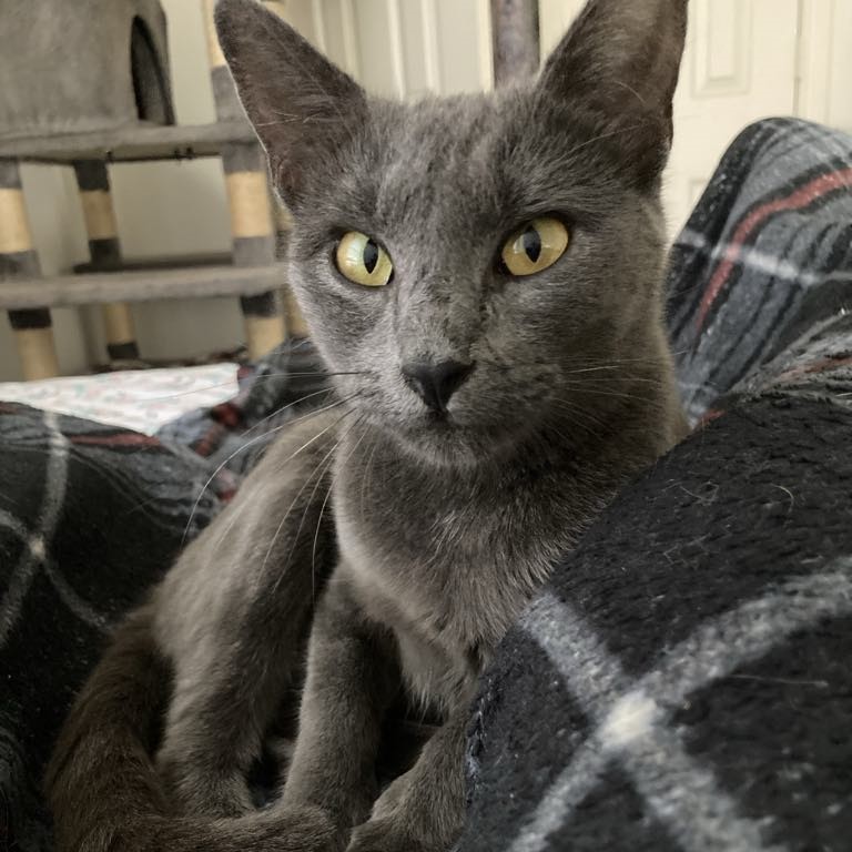 Priscilla (Russian Blue mix), Adoptable, Adult Female Russian Blue & Domestic Short Hair.