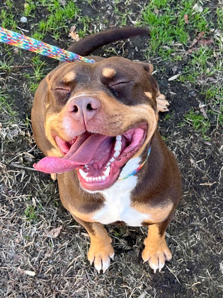 Enlarge 26-18 Ace, a Adoptable Pit Bull Terrier in Tarboro, NC image 1/3