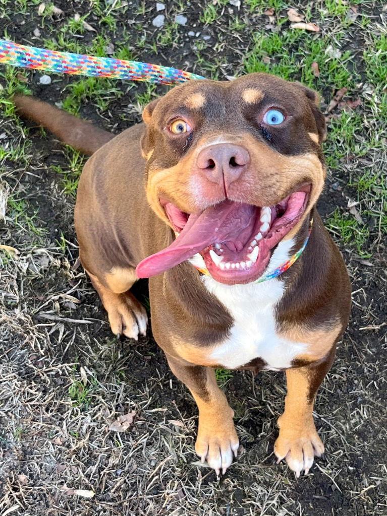 Enlarge 26-18 Ace, a Adoptable Pit Bull Terrier in Tarboro, NC image 3/3