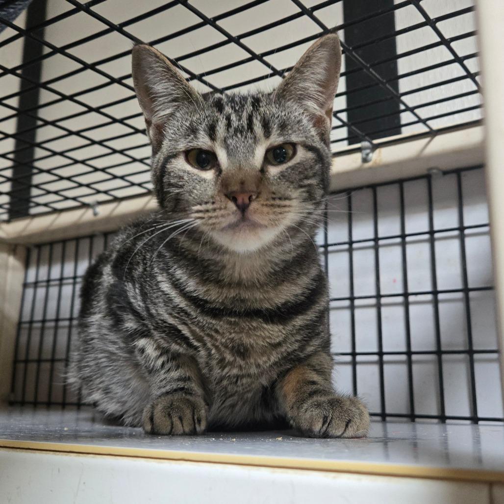 Bubbles, Adoptable, Young Female Domestic Short Hair.