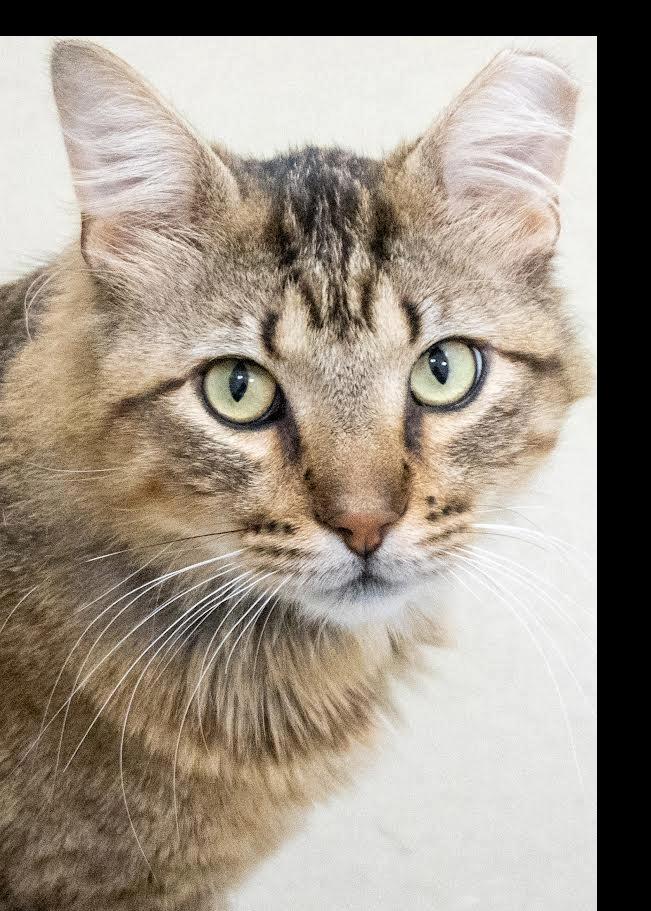 FLUFFY, Adult Male Tabby