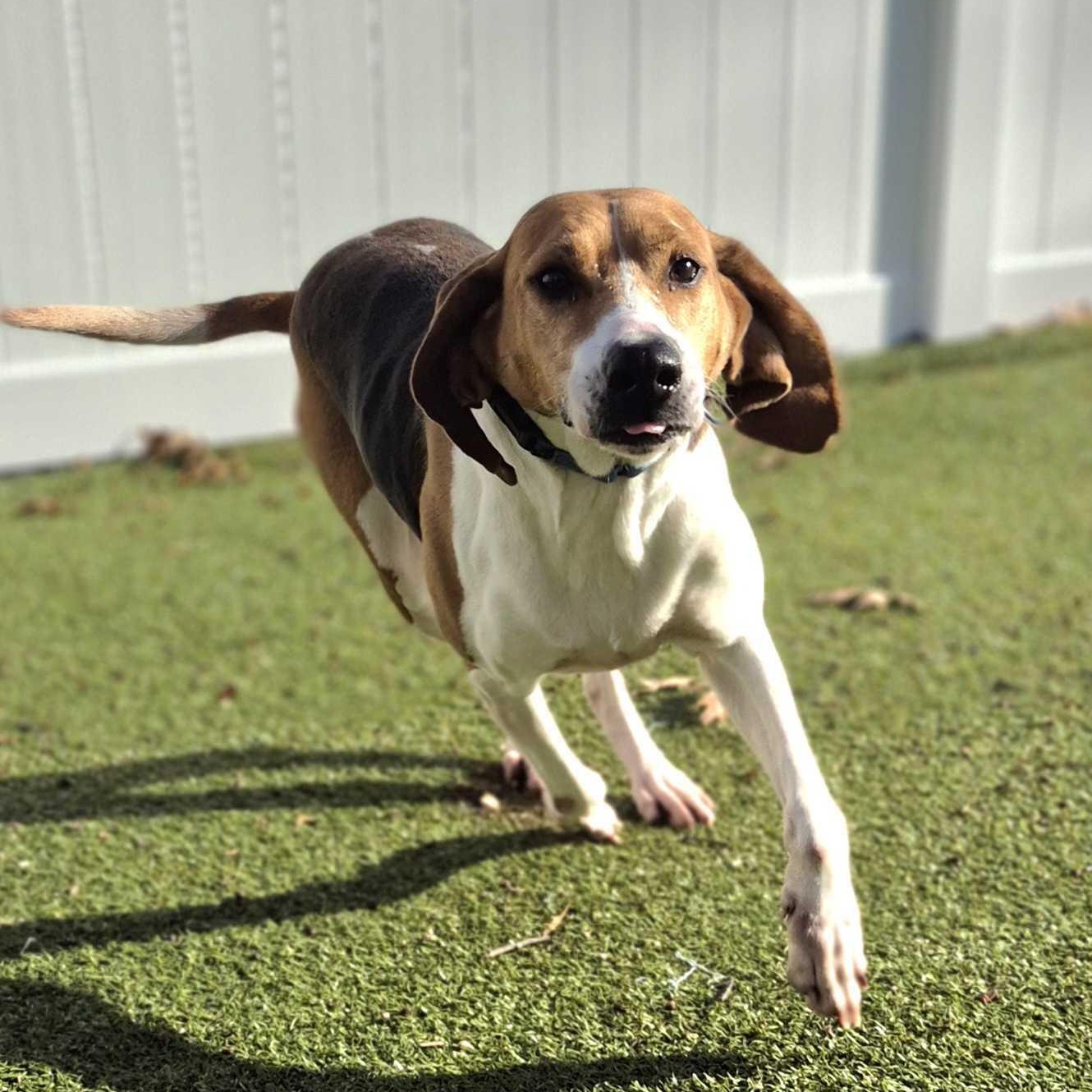 Miss Pepper, ADOPTABLE, Young Female Hound.