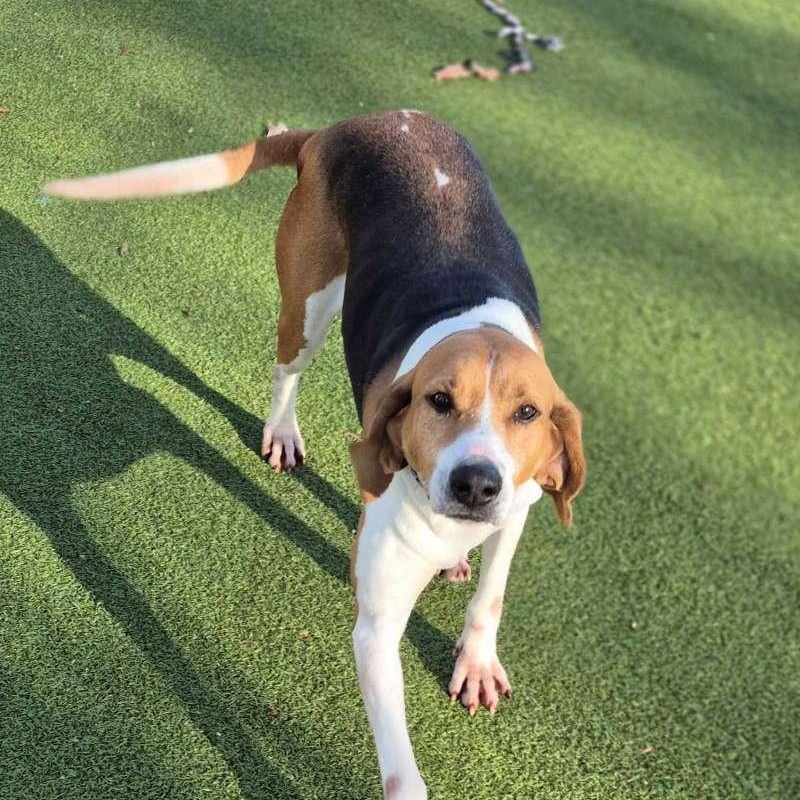 Enlarge Miss Pepper, a ADOPTABLE Hound in New Bedford, MA image 2/4