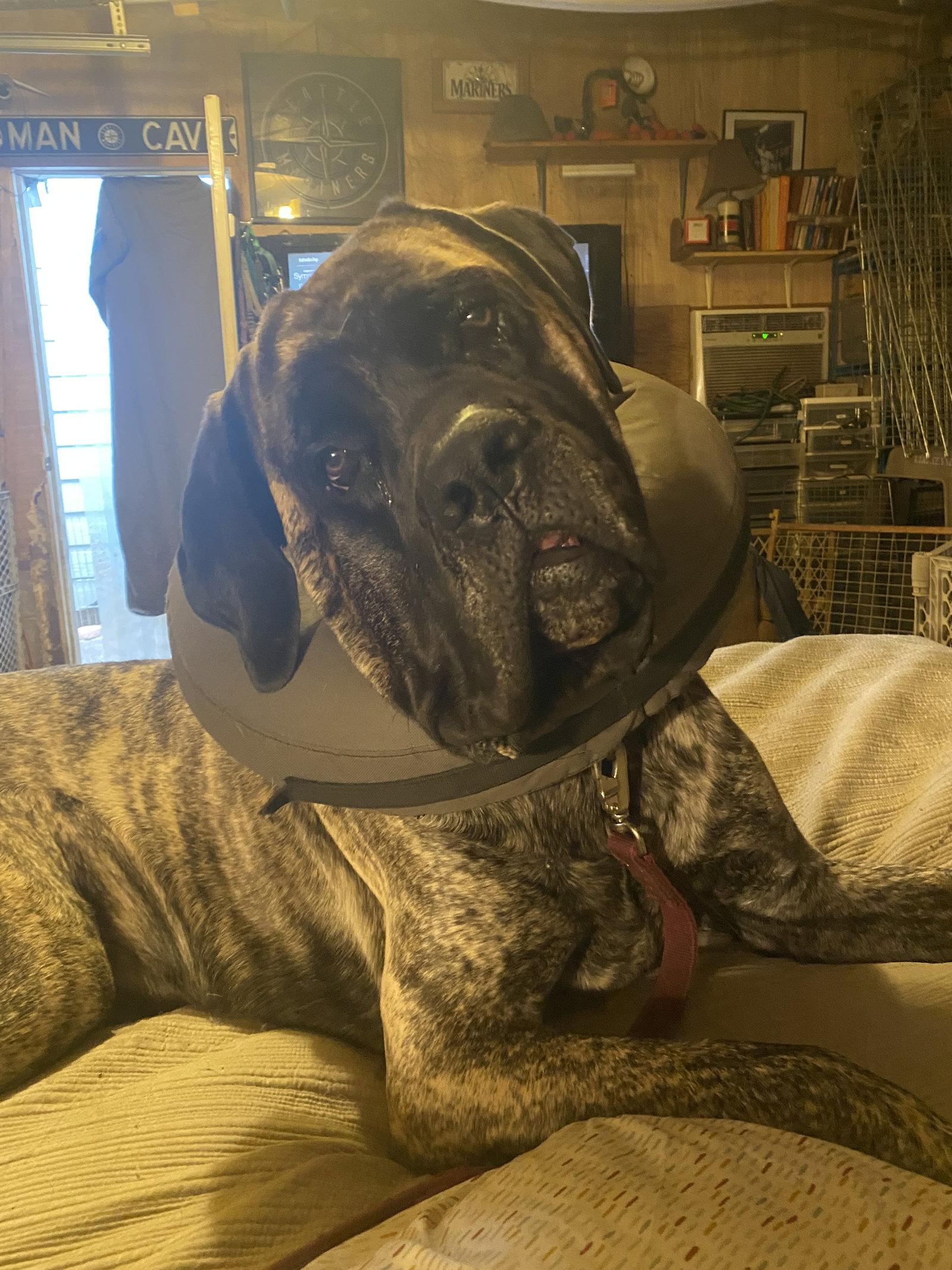 Zeus, a Adoptable Mastiff in McMinnville, OR image 1/3