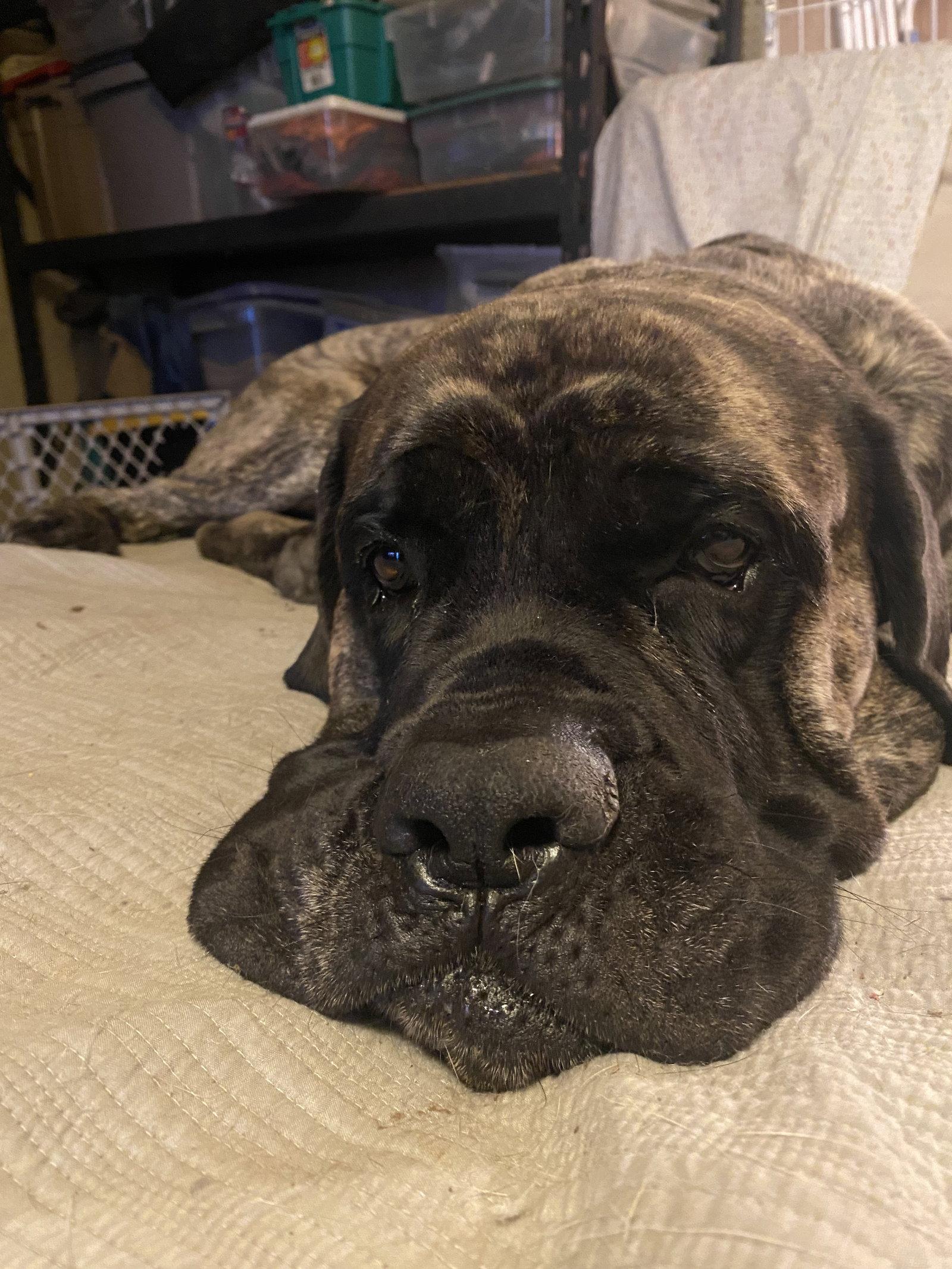 Zeus, a Adoptable Mastiff in McMinnville, OR image 2/3