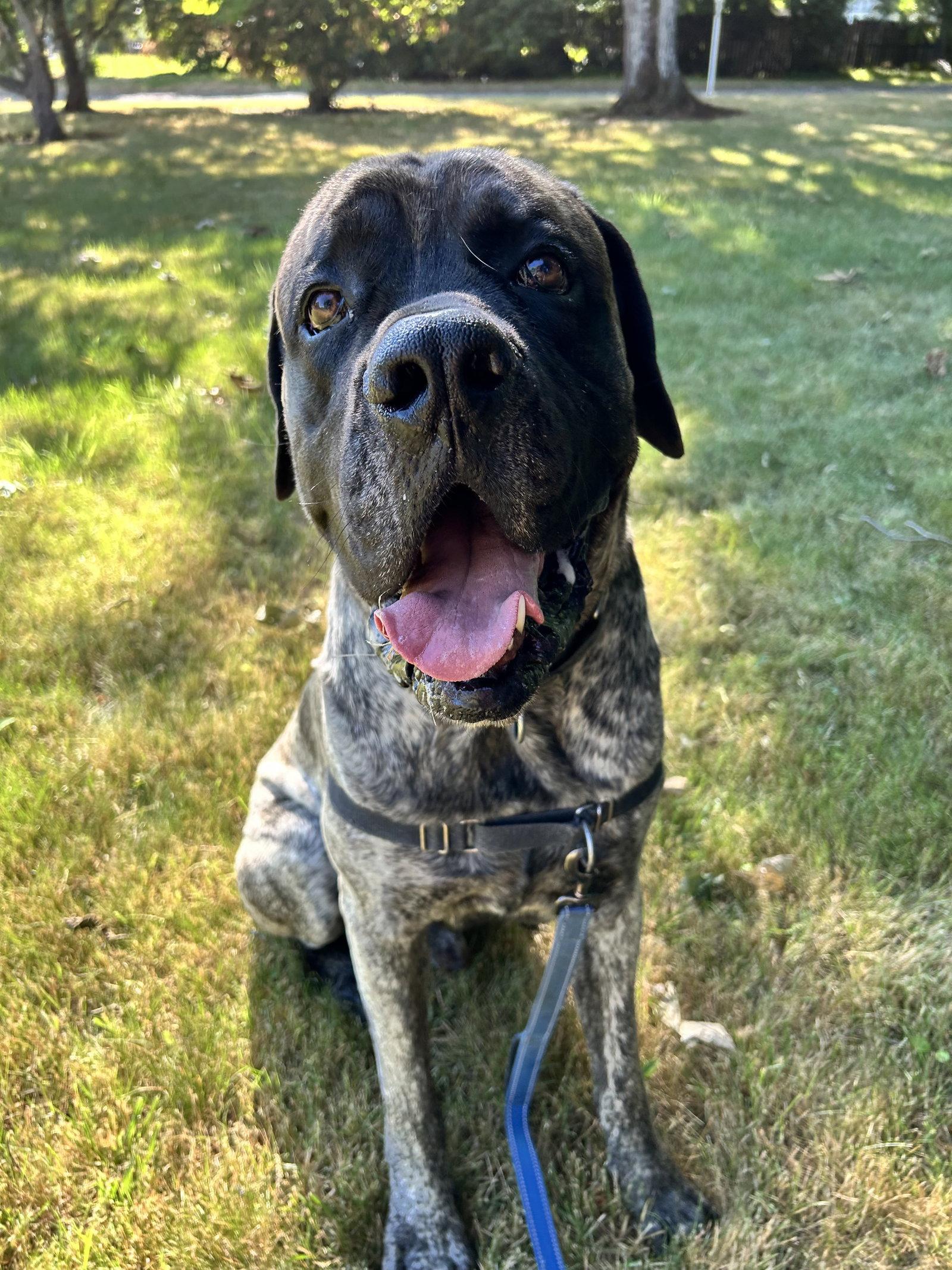 Zeus, a Adoptable Mastiff in McMinnville, OR image 3/3