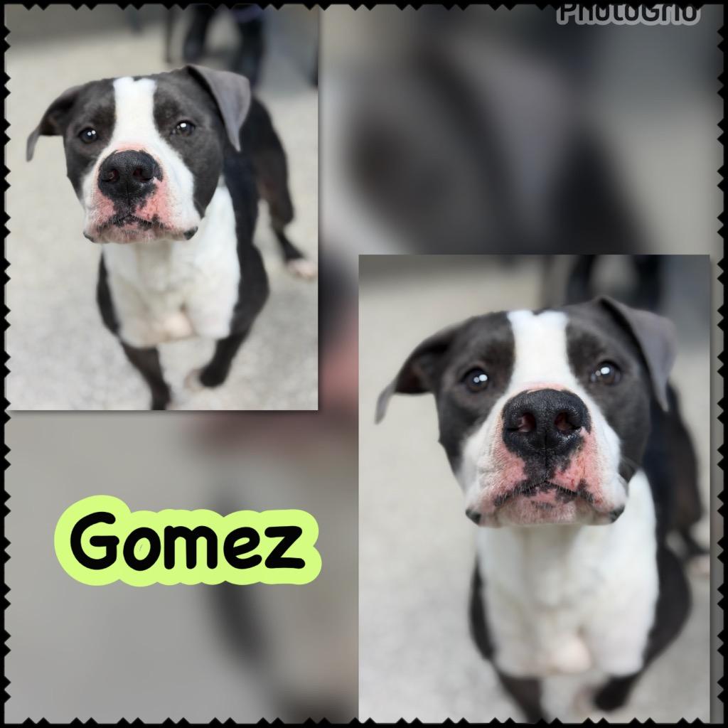 Gomez, Adoptable, Young Male Pit Bull Terrier & Mixed Breed.
