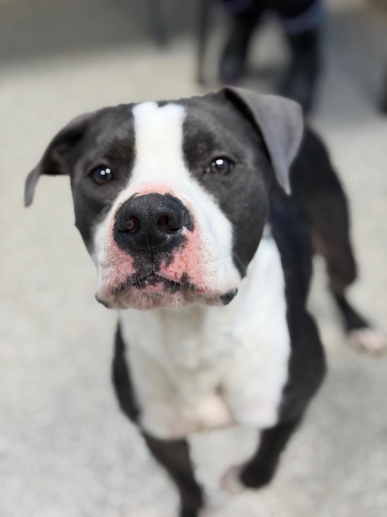 Enlarge Gomez, a Adoptable mixed breed in Blountville, TN image 2/2