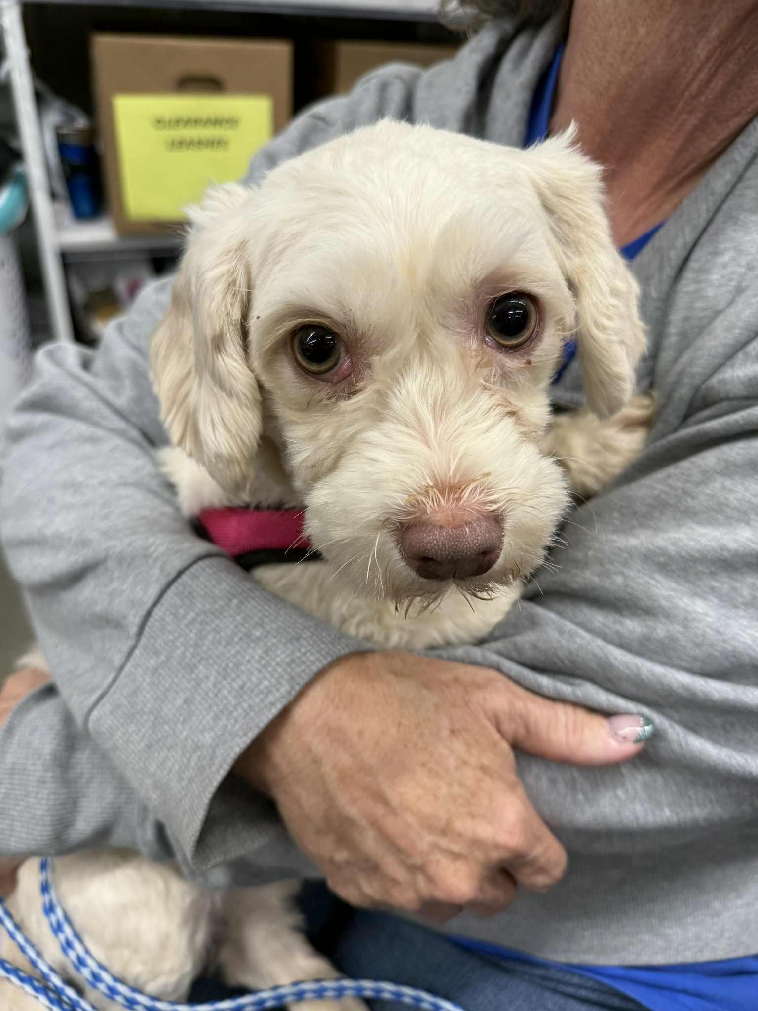 Fluff, Adoptable, Adult Female Havanese.