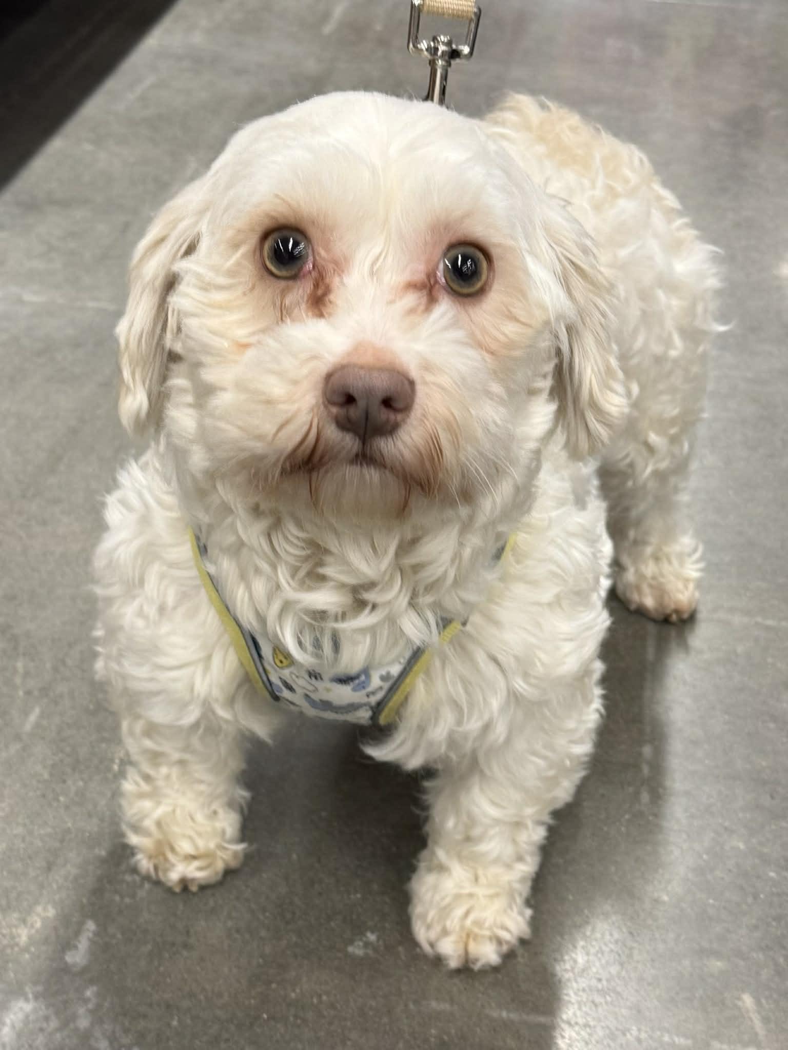 Enlarge Fluff, a Adoptable Havanese in Lee's Summit, MO image 2/3