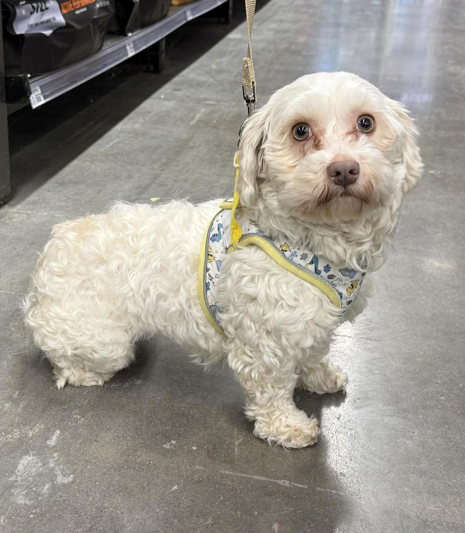 Enlarge Fluff, a Adoptable Havanese in Lee's Summit, MO image 3/3