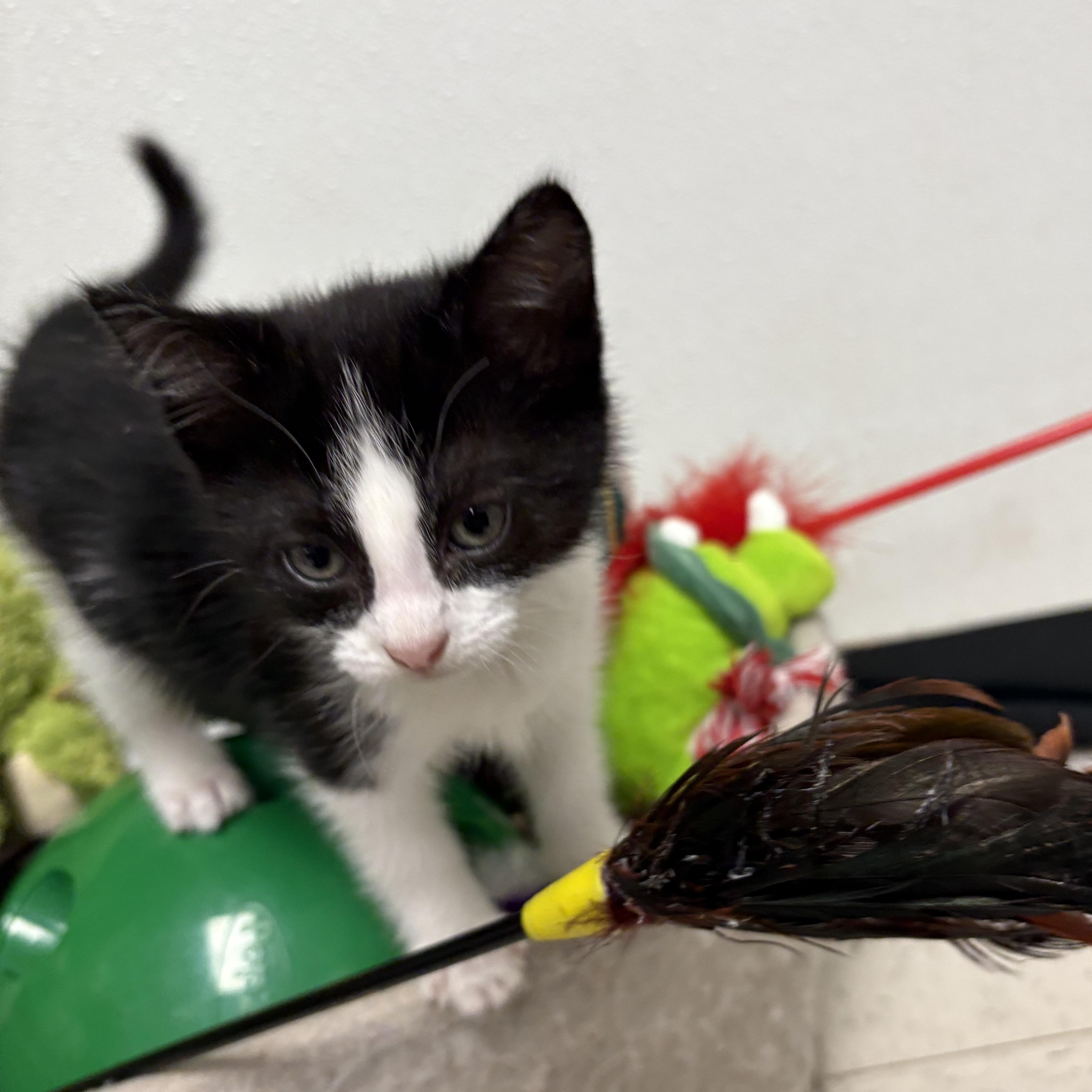 Enlarge Coal, an adopted Domestic Short Hair in Wayne , NJ image 3/3