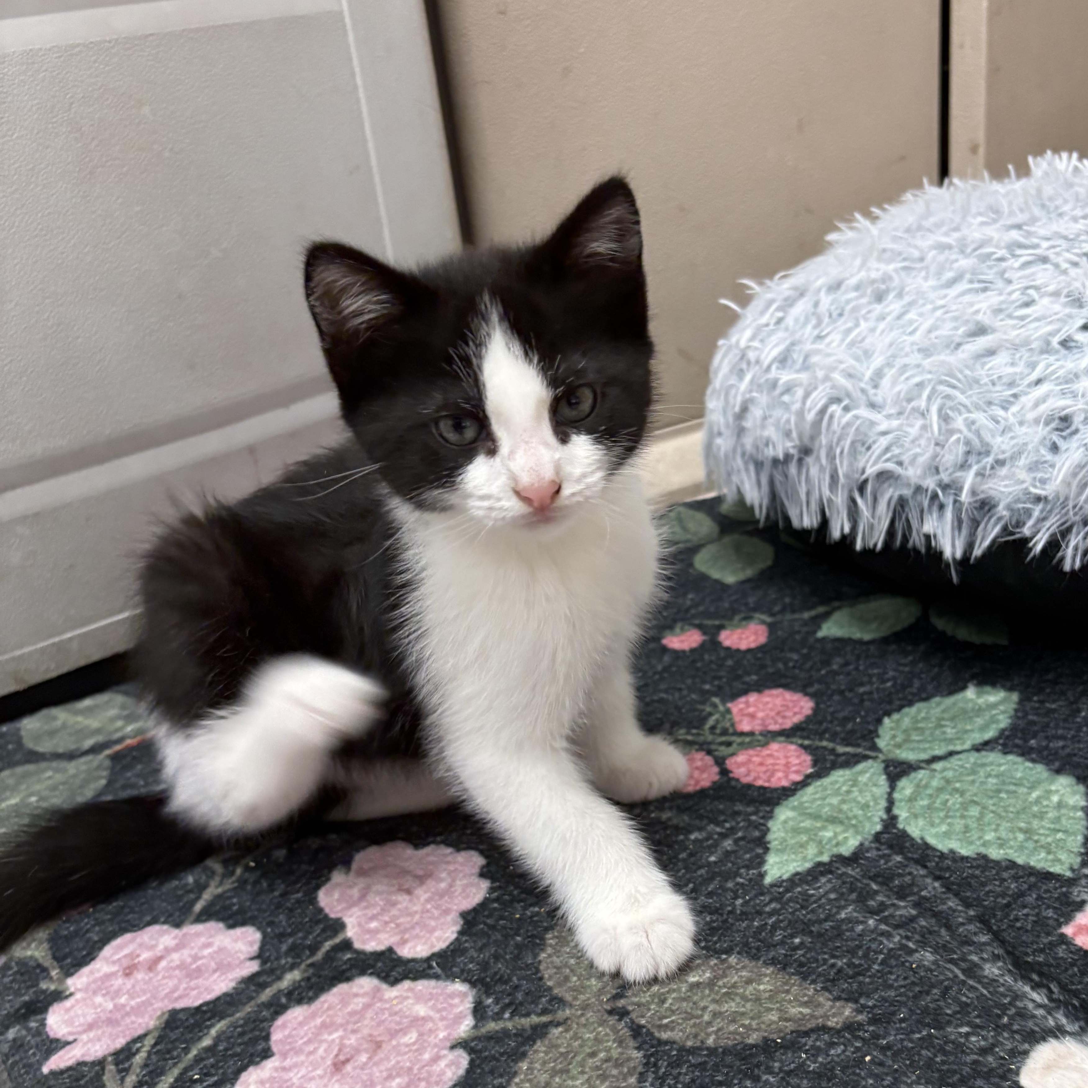 Enlarge Coal, an adopted Domestic Short Hair in Wayne , NJ image 2/3