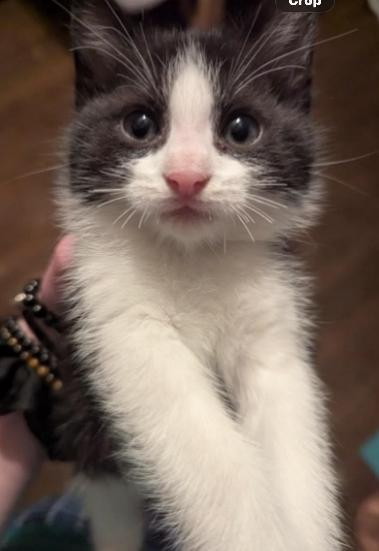 Coal, adopted, Kitten Male Domestic Short Hair.