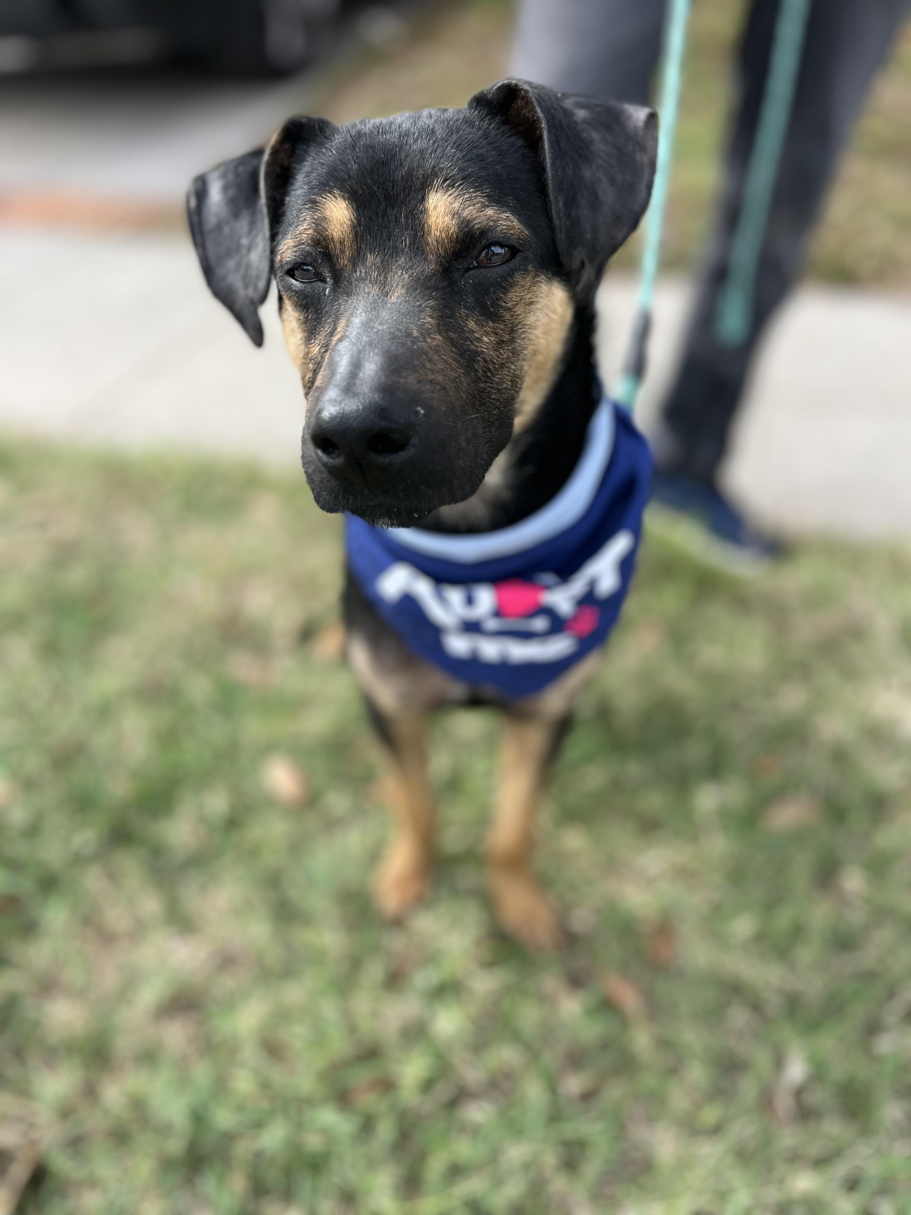 Enlarge Levi , a ADOPTABLE mixed breed in Poway, CA image 5/5