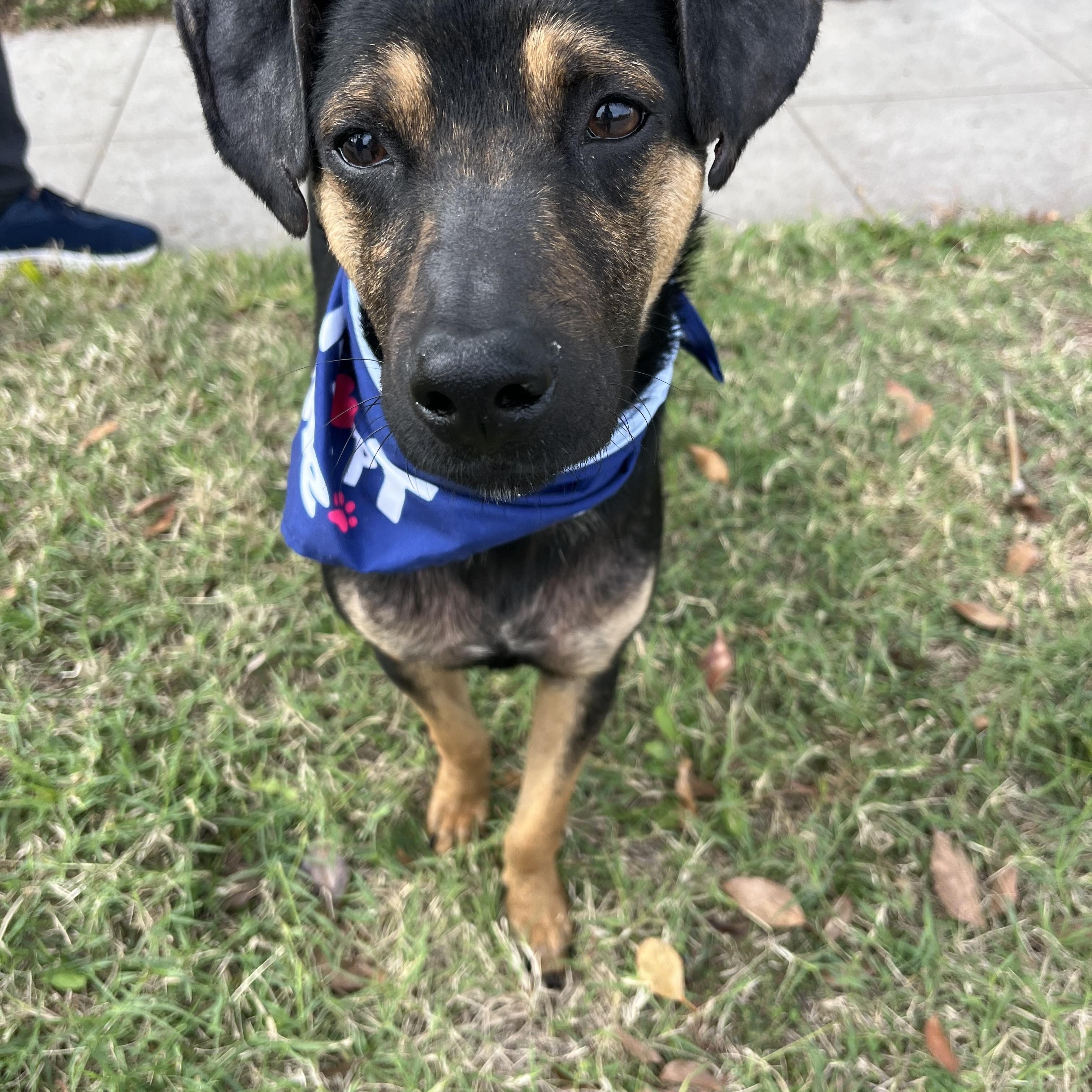 Enlarge Levi , a ADOPTABLE mixed breed in Poway, CA image 2/5