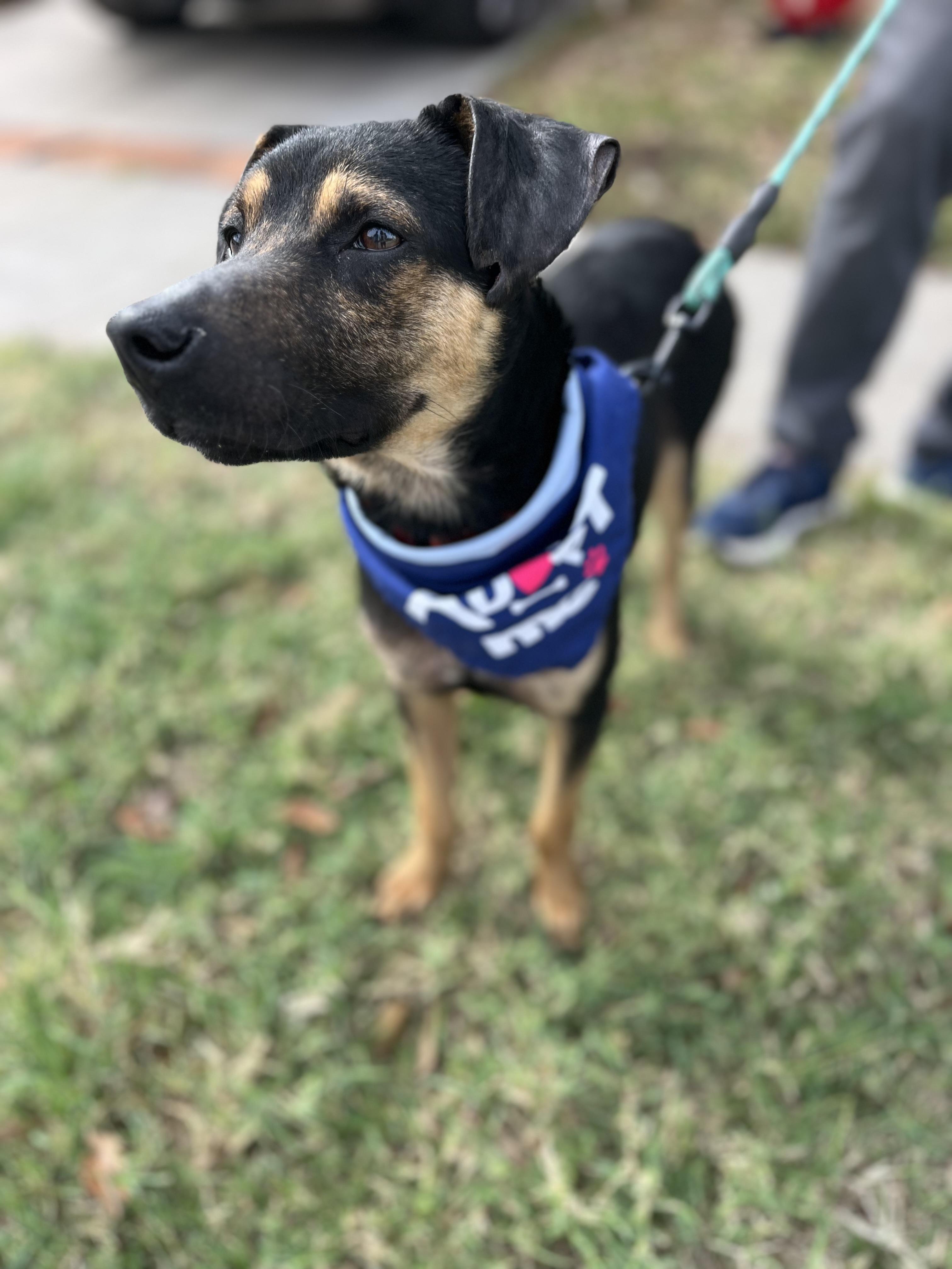 Enlarge Levi , a ADOPTABLE mixed breed in Poway, CA image 4/5