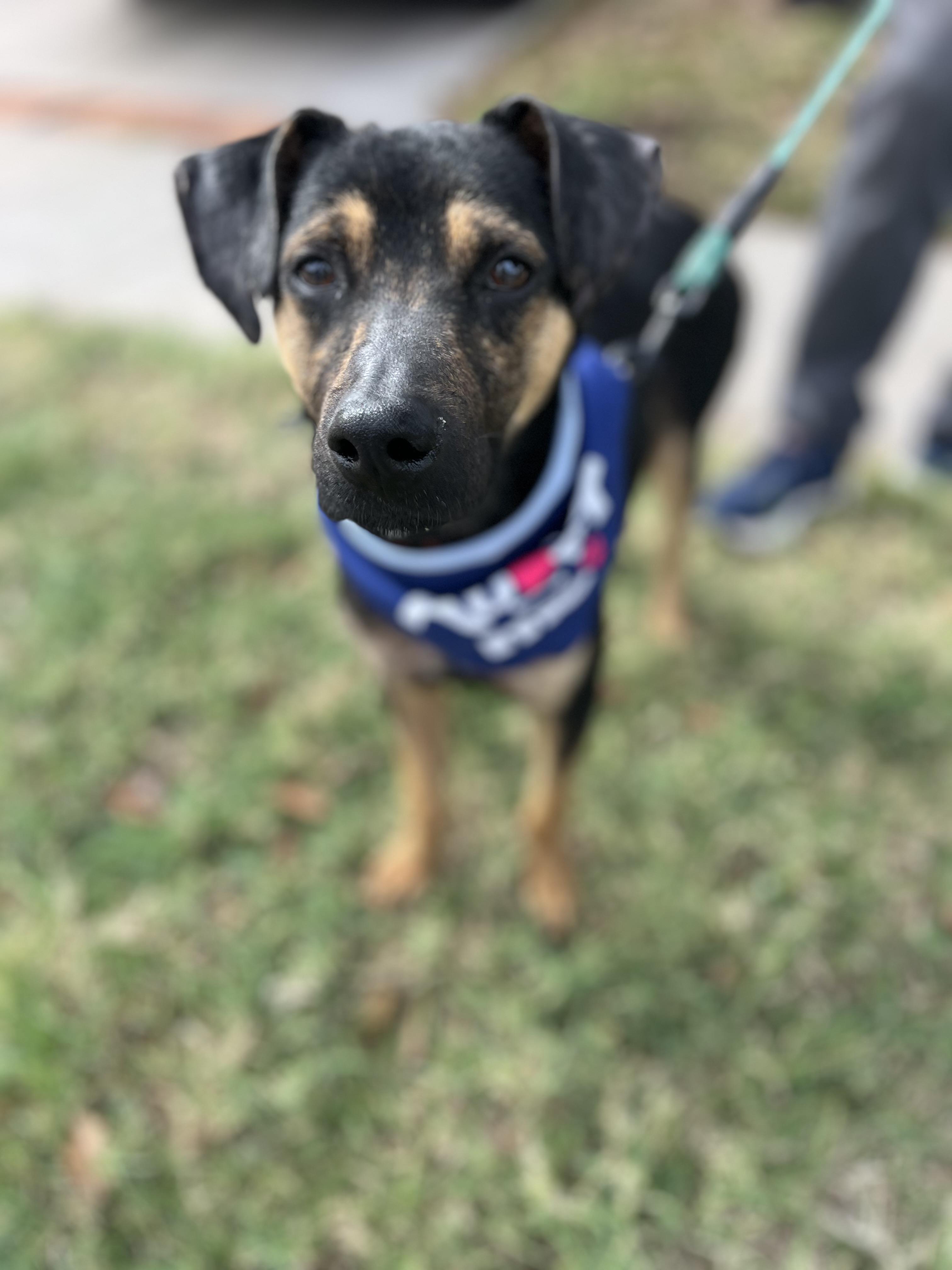 Enlarge Levi , a ADOPTABLE mixed breed in Poway, CA image 1/5