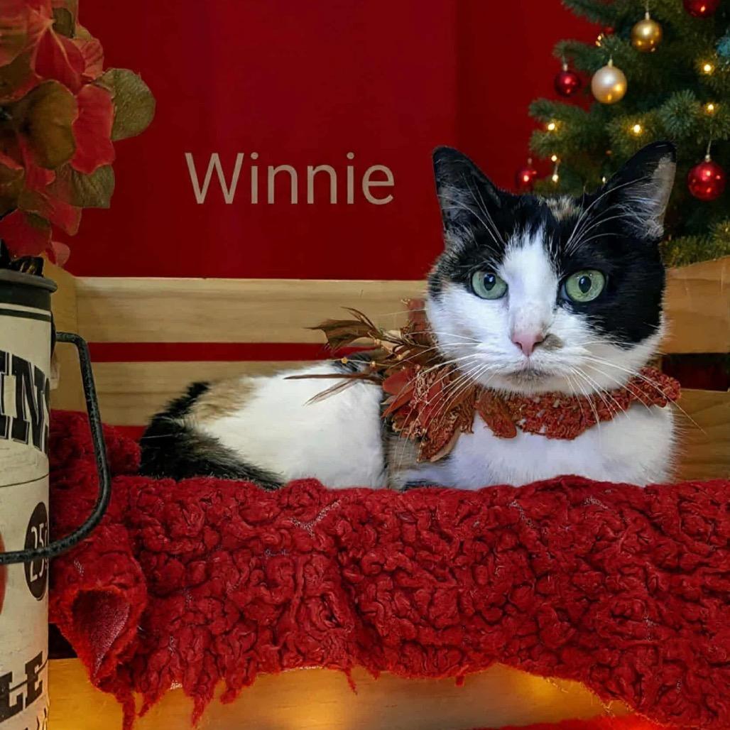 Winnie, Adoptable, Senior Female Domestic Short Hair.